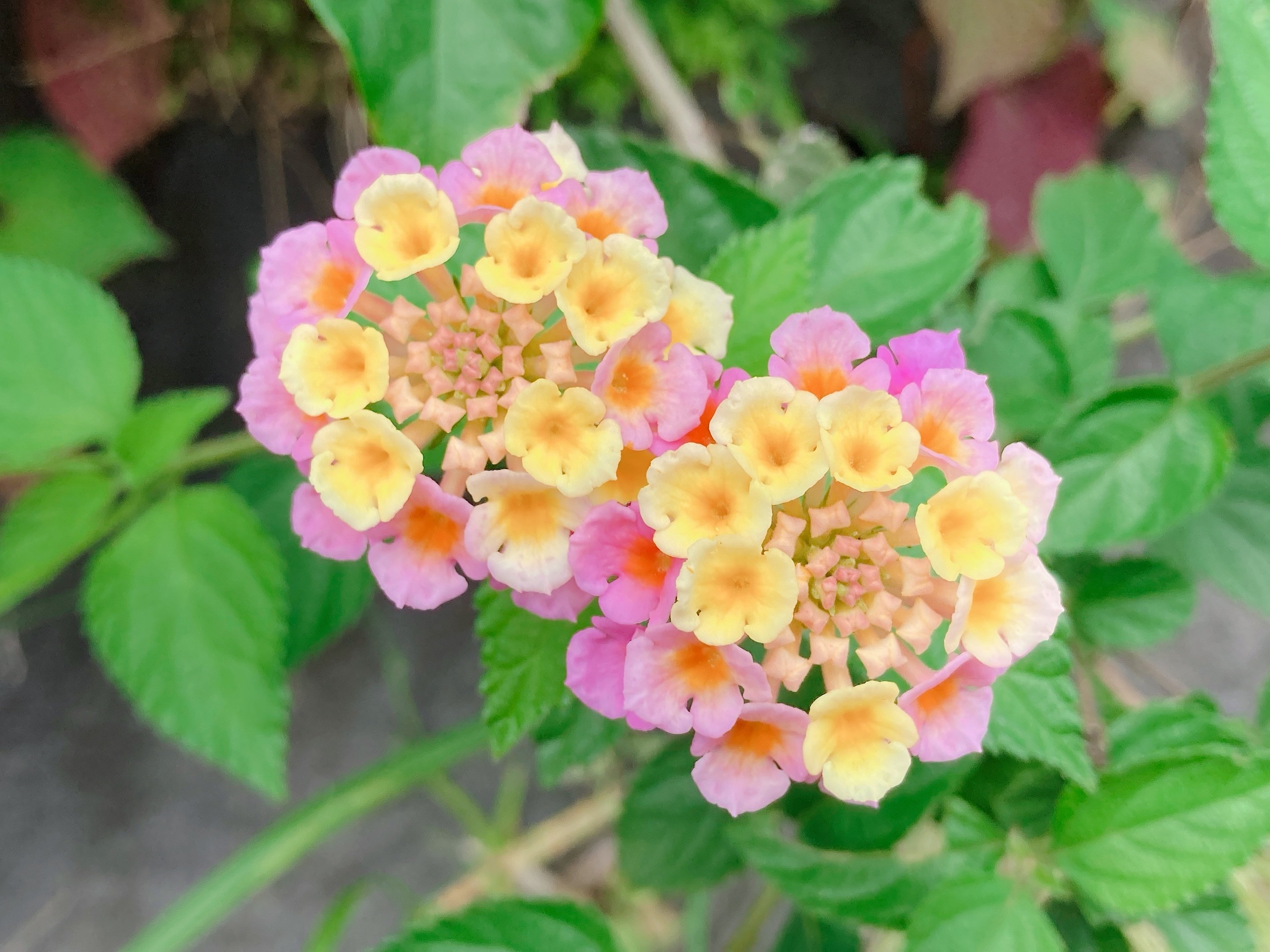 道端に咲く花 沙良 Note