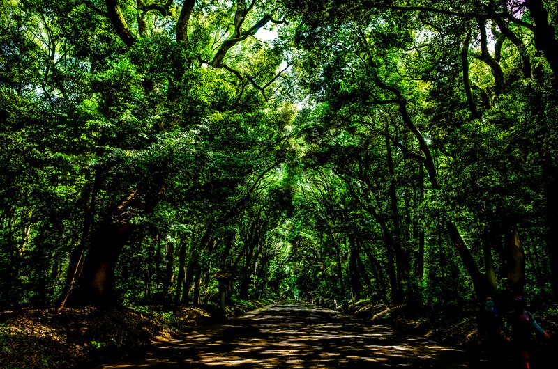 明治神宮は、鎮座百年。広大な境内に、将来の姿を想定し、造成された人工の雑木林は、百年間、御神域として守られてきたことで、人の手を全く加えず、自然の力だけで、ついに原生林としての成長を遂げつつあります。@ Yoyogi, Tokyo, Japan.