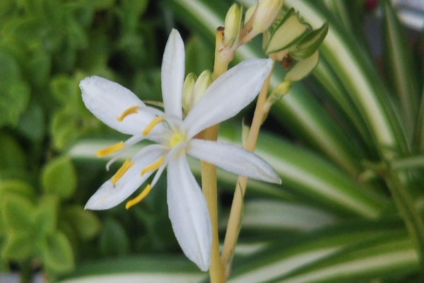 オリヅルラン の新着タグ記事一覧 Note つくる つながる とどける