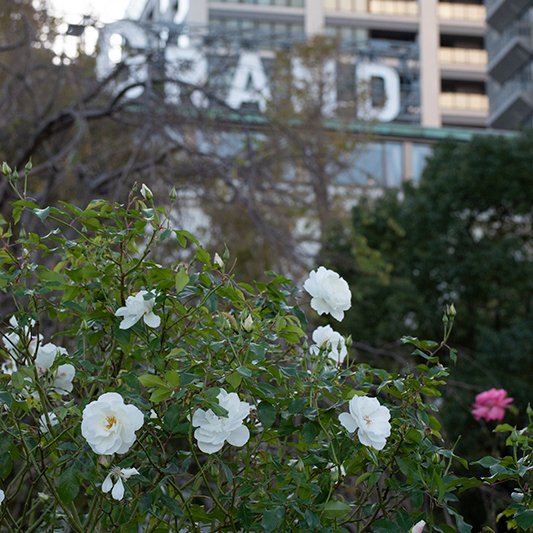 いつかの横浜。薔薇の香りに振り向けば「GRAND」の文字。