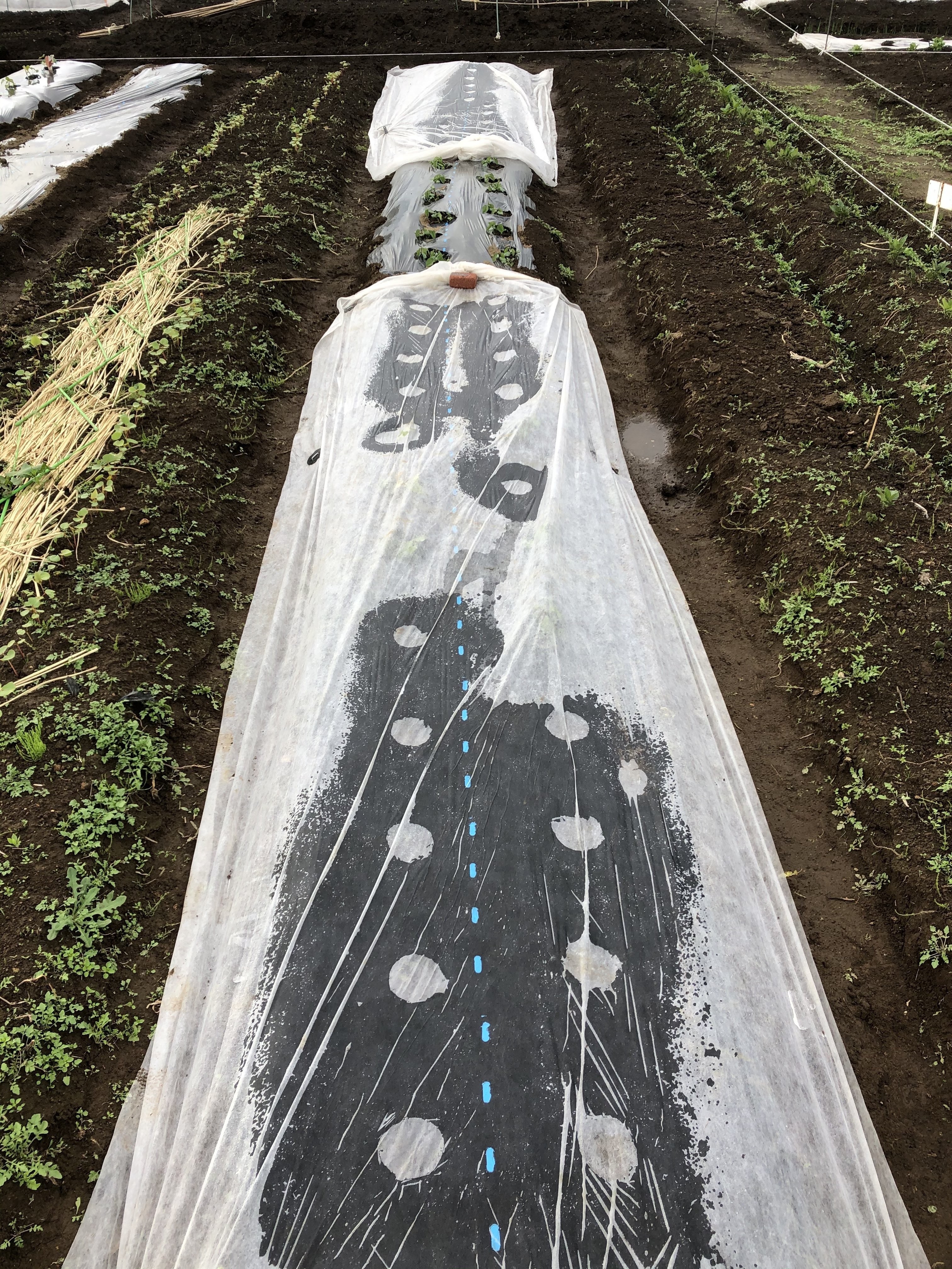 21 5 30 マルチ貼り 豆類とハーブ類の種まき 永井冬星 Note