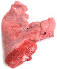 ホルモン図鑑 ドーナツ 豚喉元 ホルモンもい将 Note