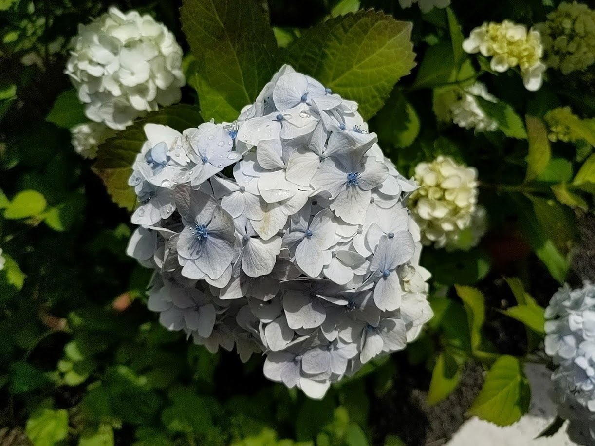 紫陽花 21年5月31日 全スマホ撮影にて Didier Merah ディディエ メラ Note 紫陽花 21年5月31日 全スマホ撮影にて Didier Merah ディディエ メラ Note
