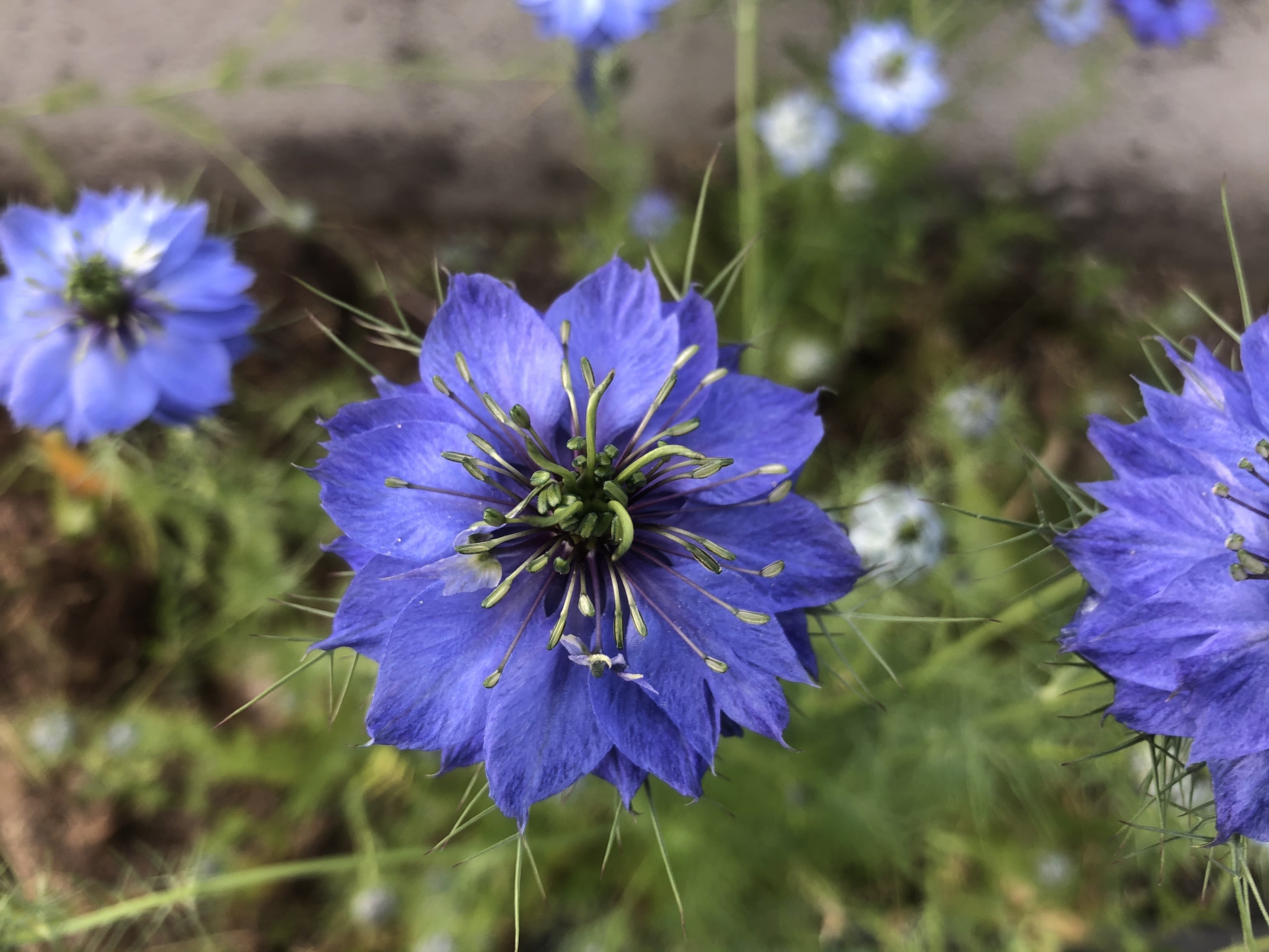 綺麗な花 名前なんだっけ いいだ君 Note