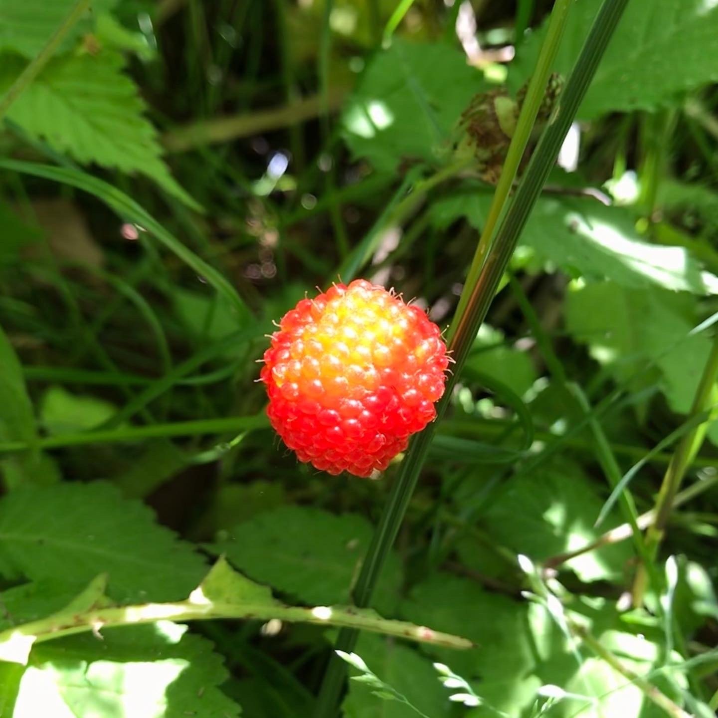 のやまのまたたき じゆうな木 Note