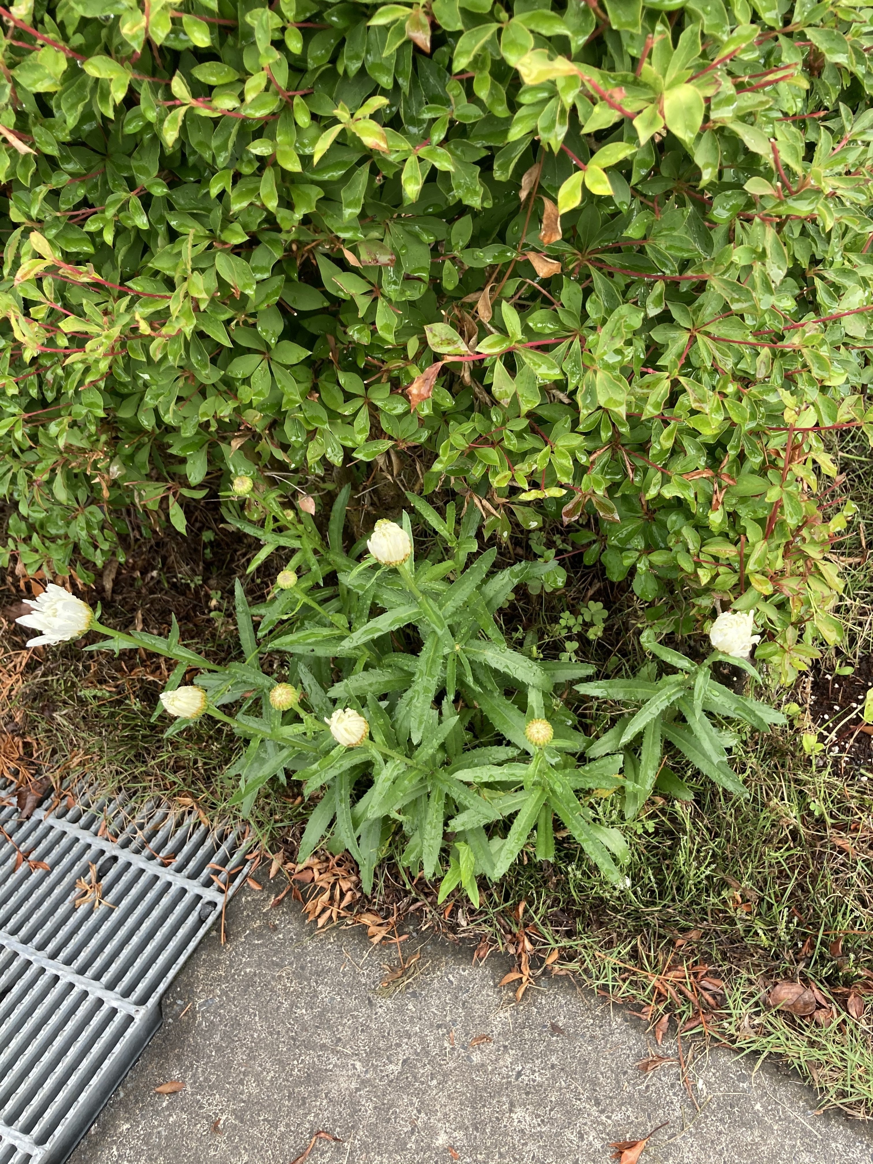 庭仕事 朝顔やコスモスが好きです 薄墨 桜 Note