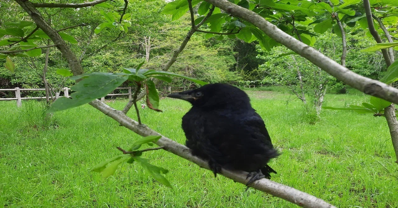 腕に舞い降りてくる カラスのジュ ル あとりえ あっしゅ フランス田舎暮らしのリアルを発信中 Note