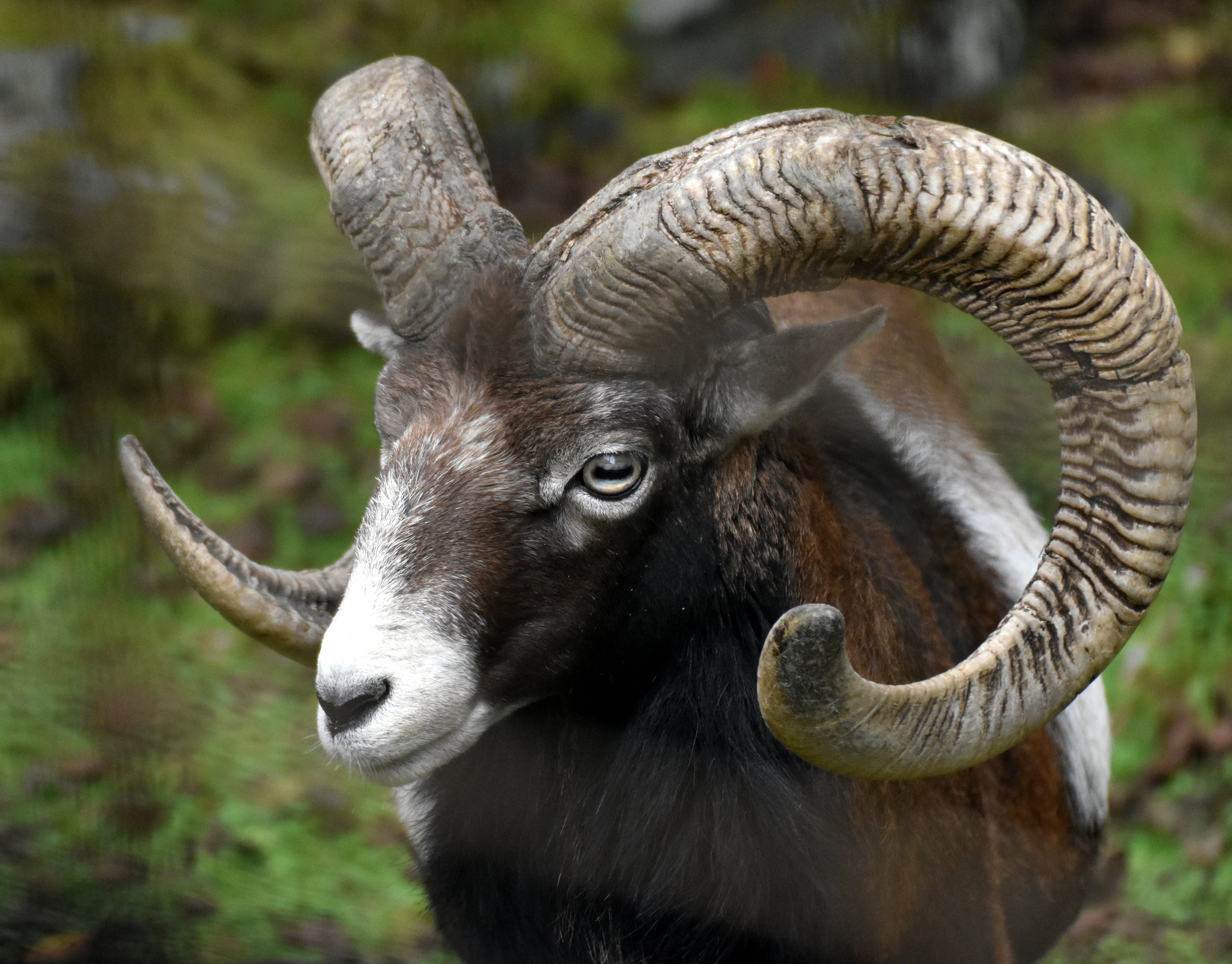 ムフロン 鯨偶蹄目ウシ科 Hirahiranote Note