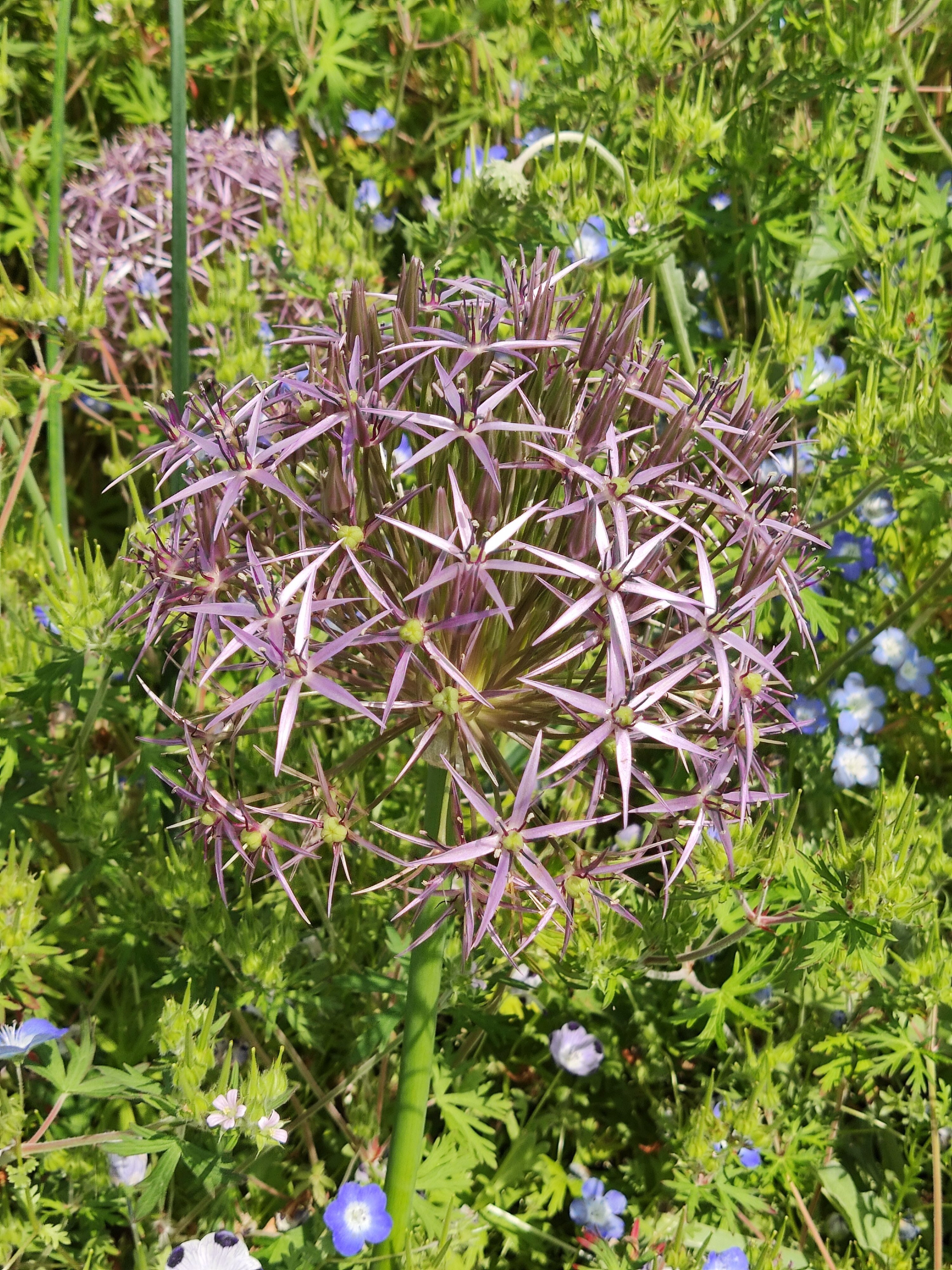 フォトアルバム 神聖幾何学模様みたいなエネルギーを秘めた花 ポエミスト朱見 Note