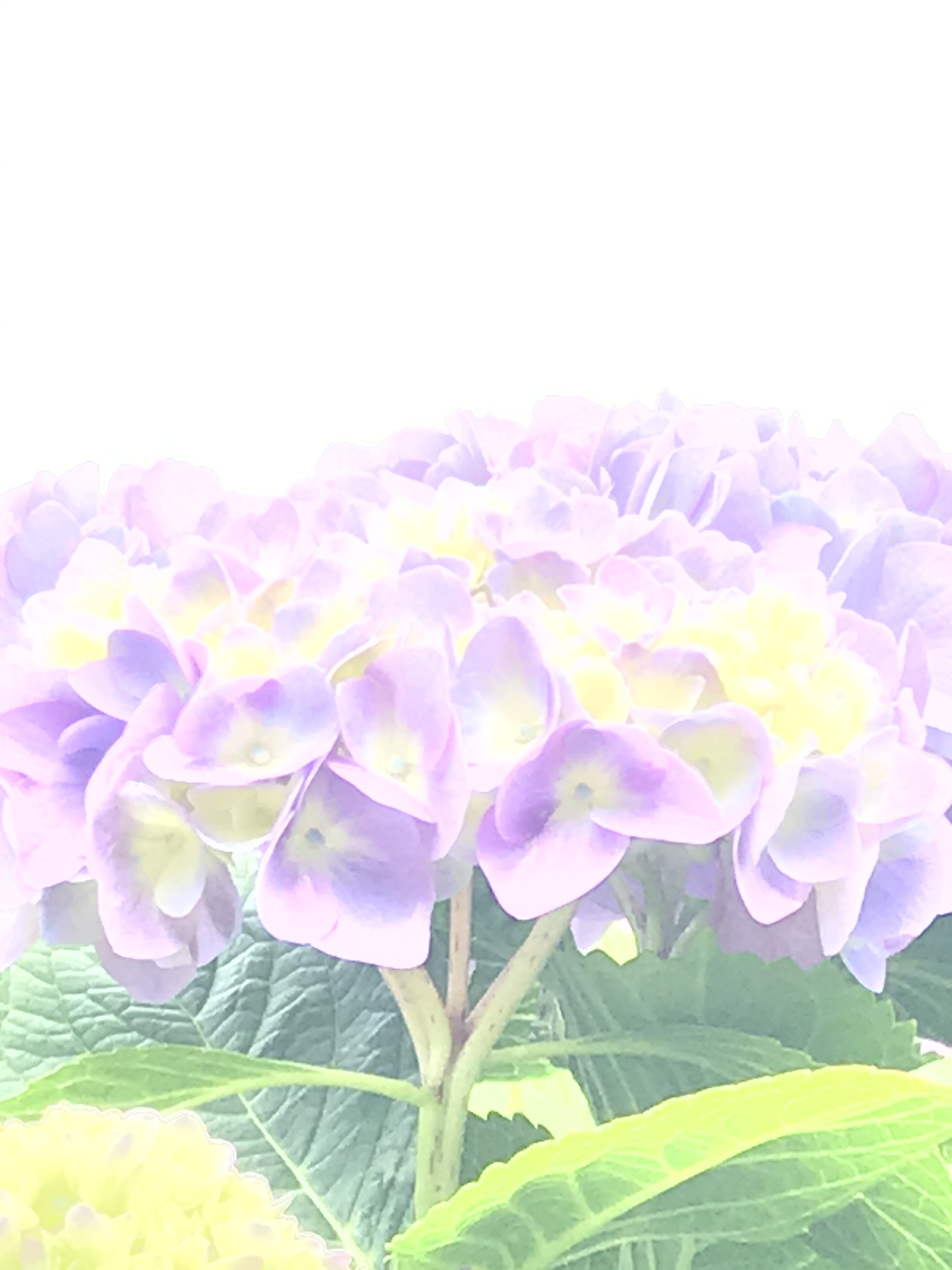 紫陽花を撮る おだ ちえ Note 紫陽花を撮る おだ ちえ Note