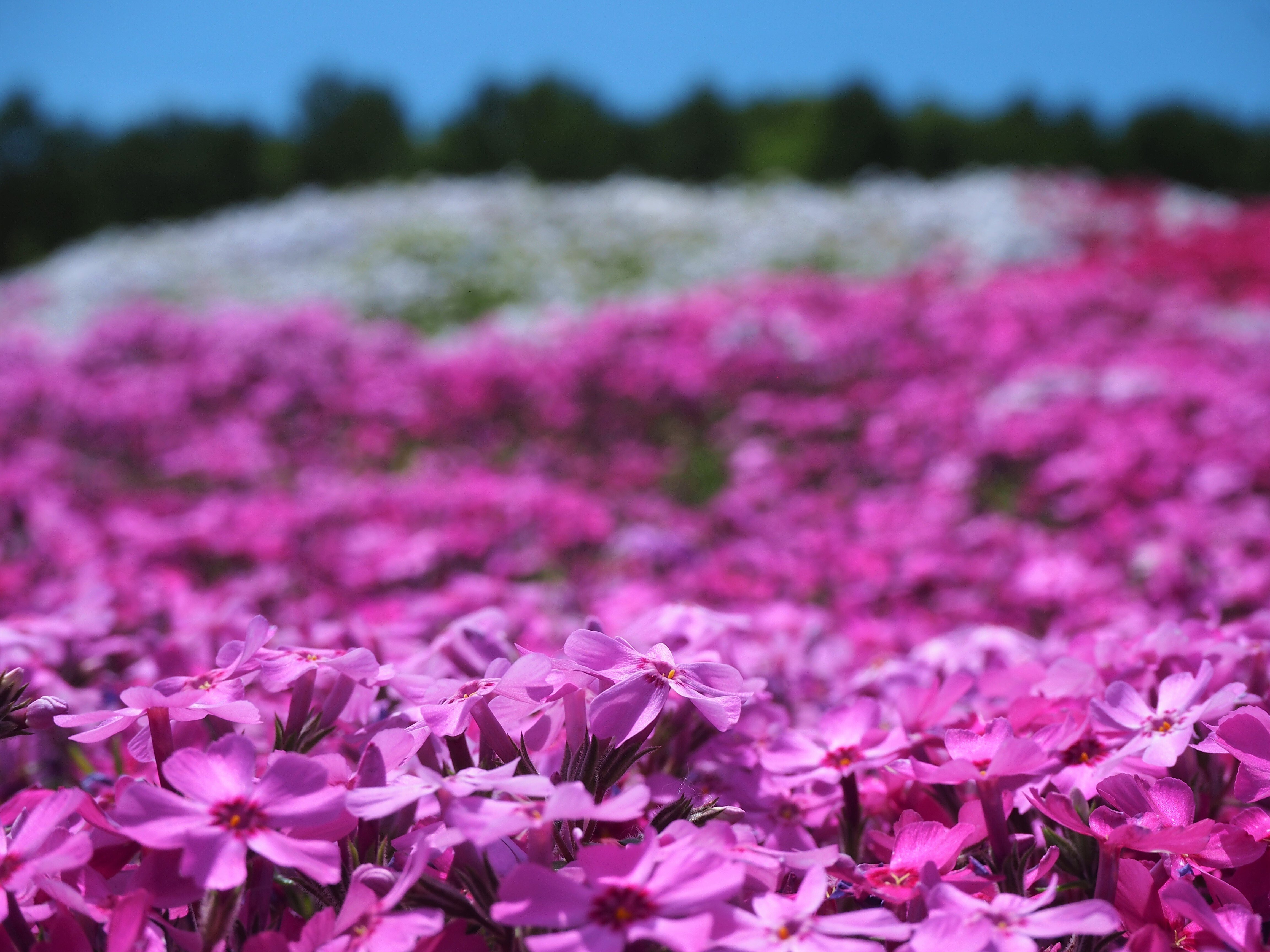 倶知安町 三島さんちの 芝桜 もんちゃん Note 倶知安町 三島さんちの 芝桜 もんちゃん Note