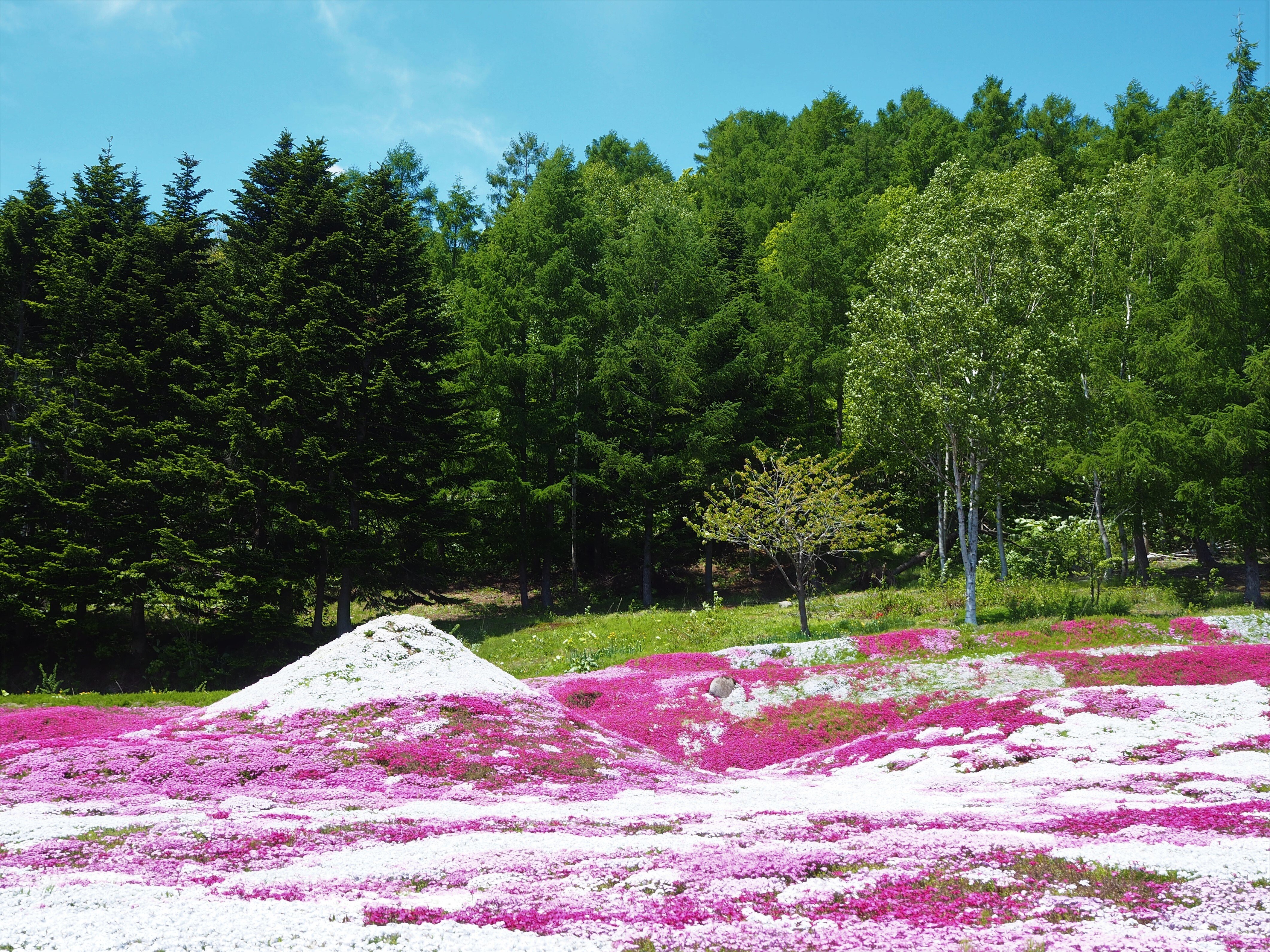 倶知安町 三島さんちの 芝桜 もんちゃん Note 倶知安町 三島さんちの 芝桜 もんちゃん Note