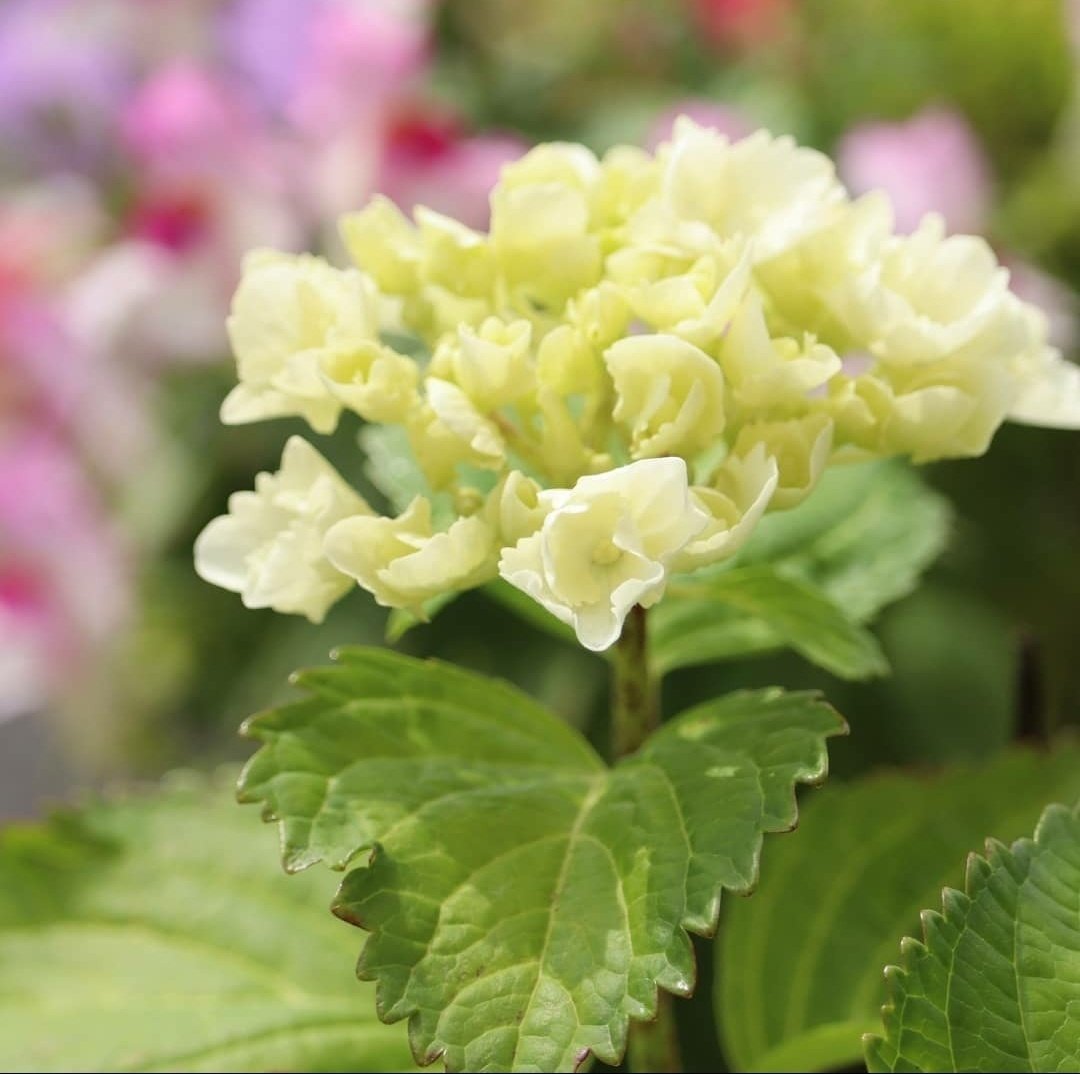 雨とあじさいで6月らしくなってきました 修家大雄 レストラン ラ フェ Note 雨とあじさいで6月らしくなってきました 修家大雄 レストラン ラ フェ Note