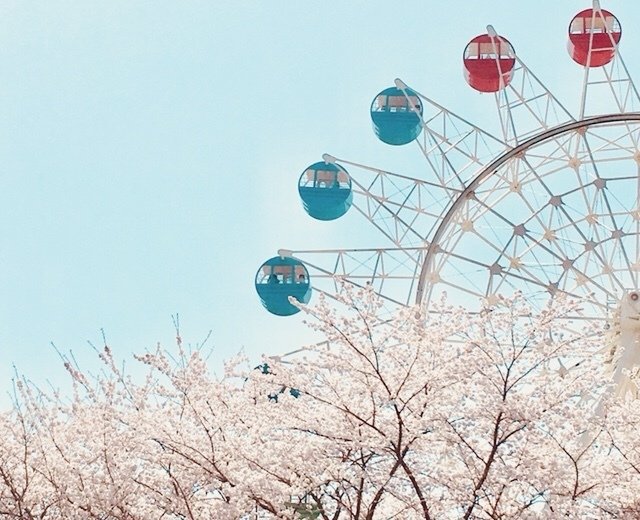 観覧車と桜 よふかし Note