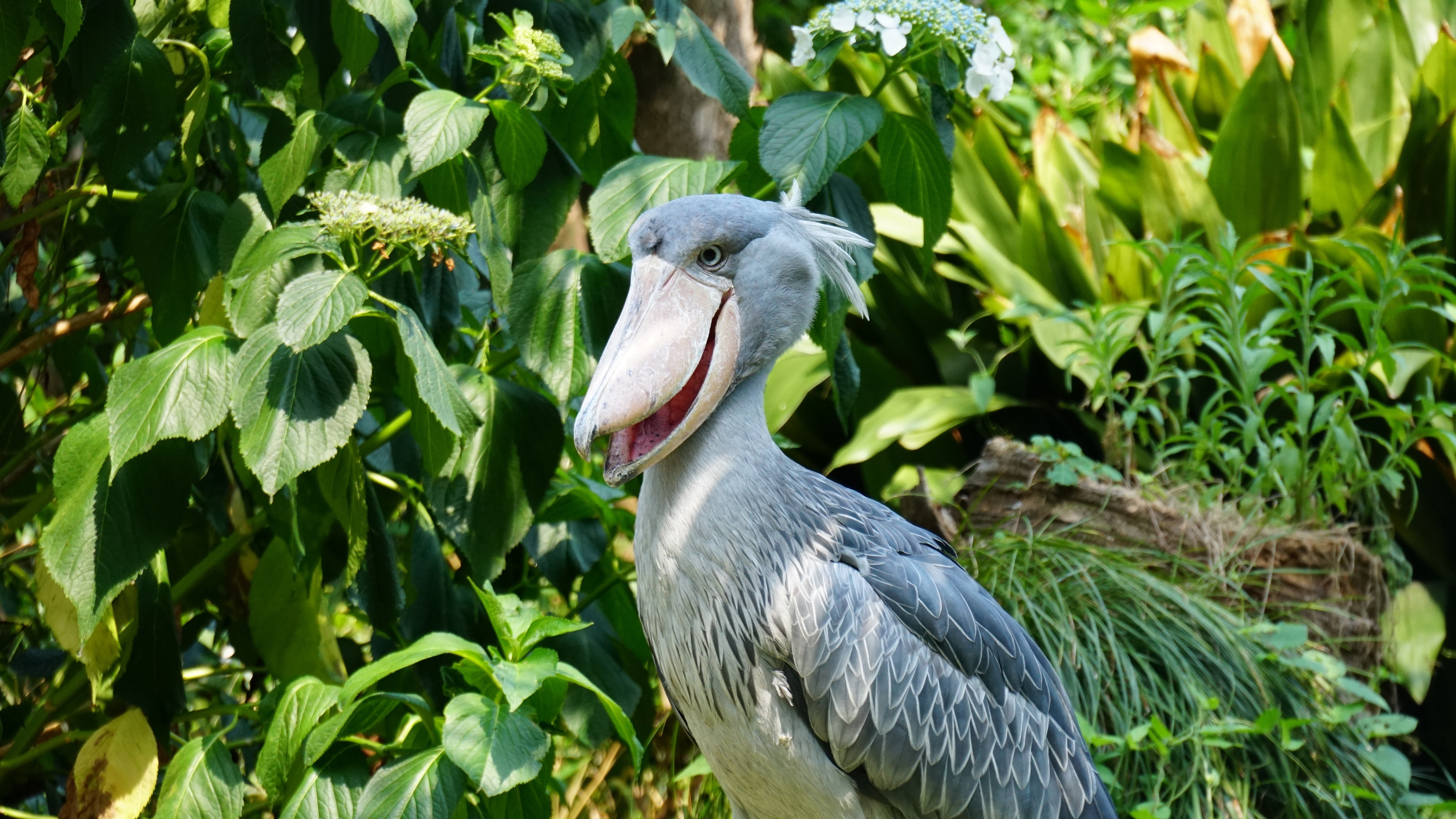 くわっ わか Note