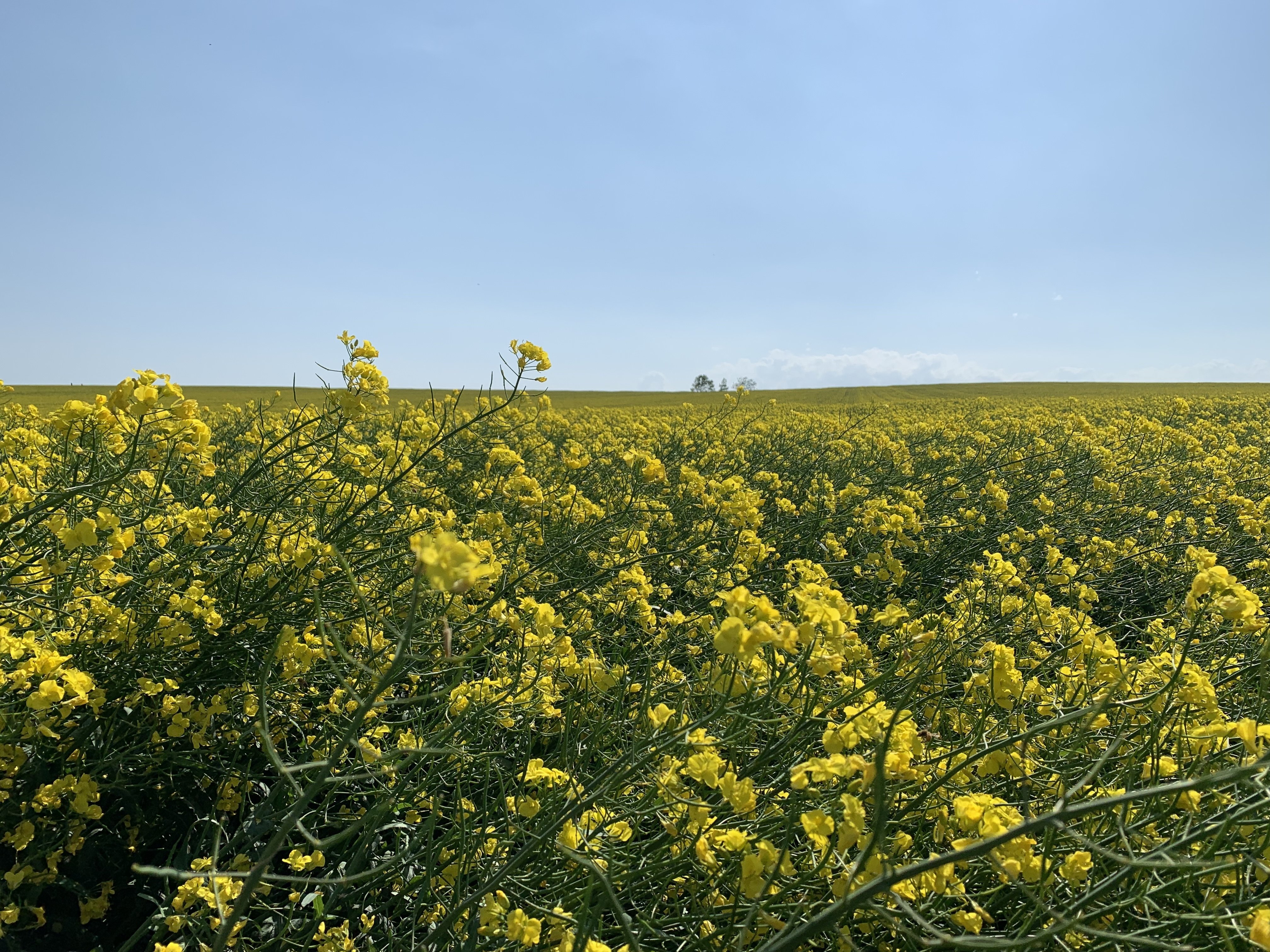 番外編 北海道安平町 菜の花畑 21 6 5 池田 忍のブログ Note