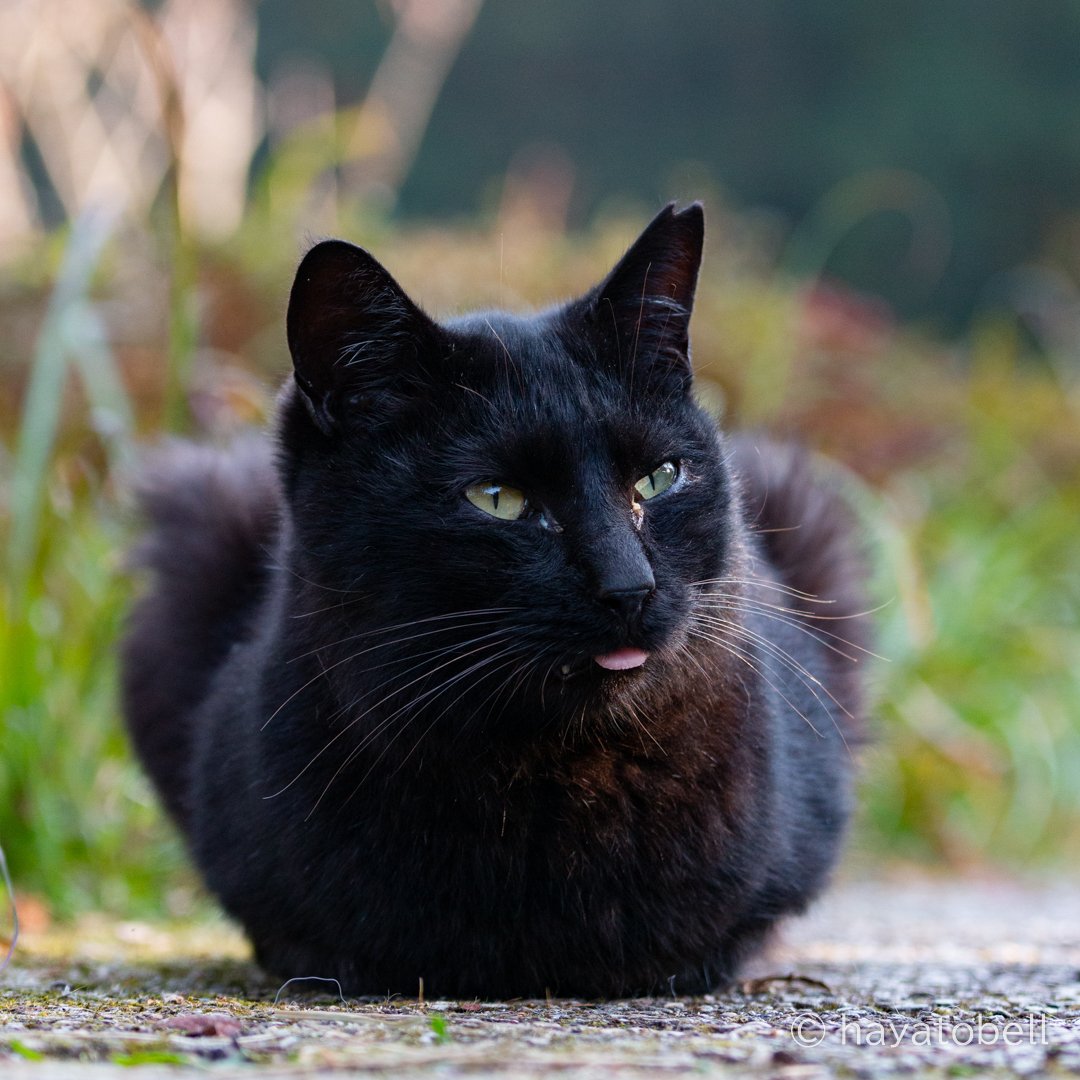 黒猫さん ベロ忘れてますよー 猫写真家 猫田晃広 Note 黒猫さん ベロ忘れてますよー 猫写真家 猫田晃広 Note