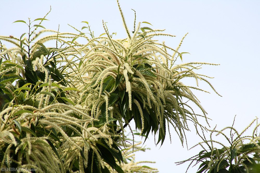 栗の花 芝田文乃 Note