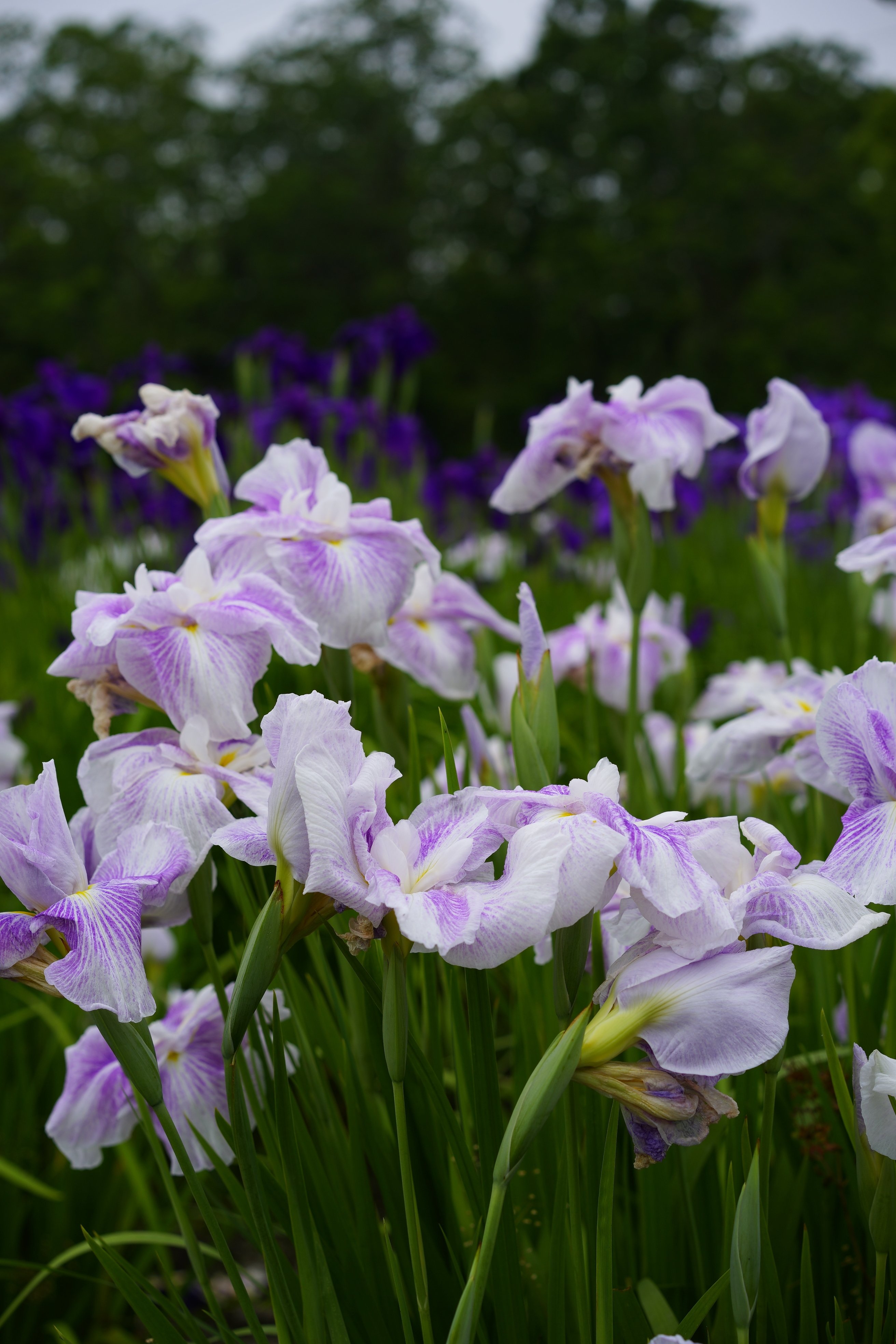 梅雨といえばアヤメ カセットboy Note