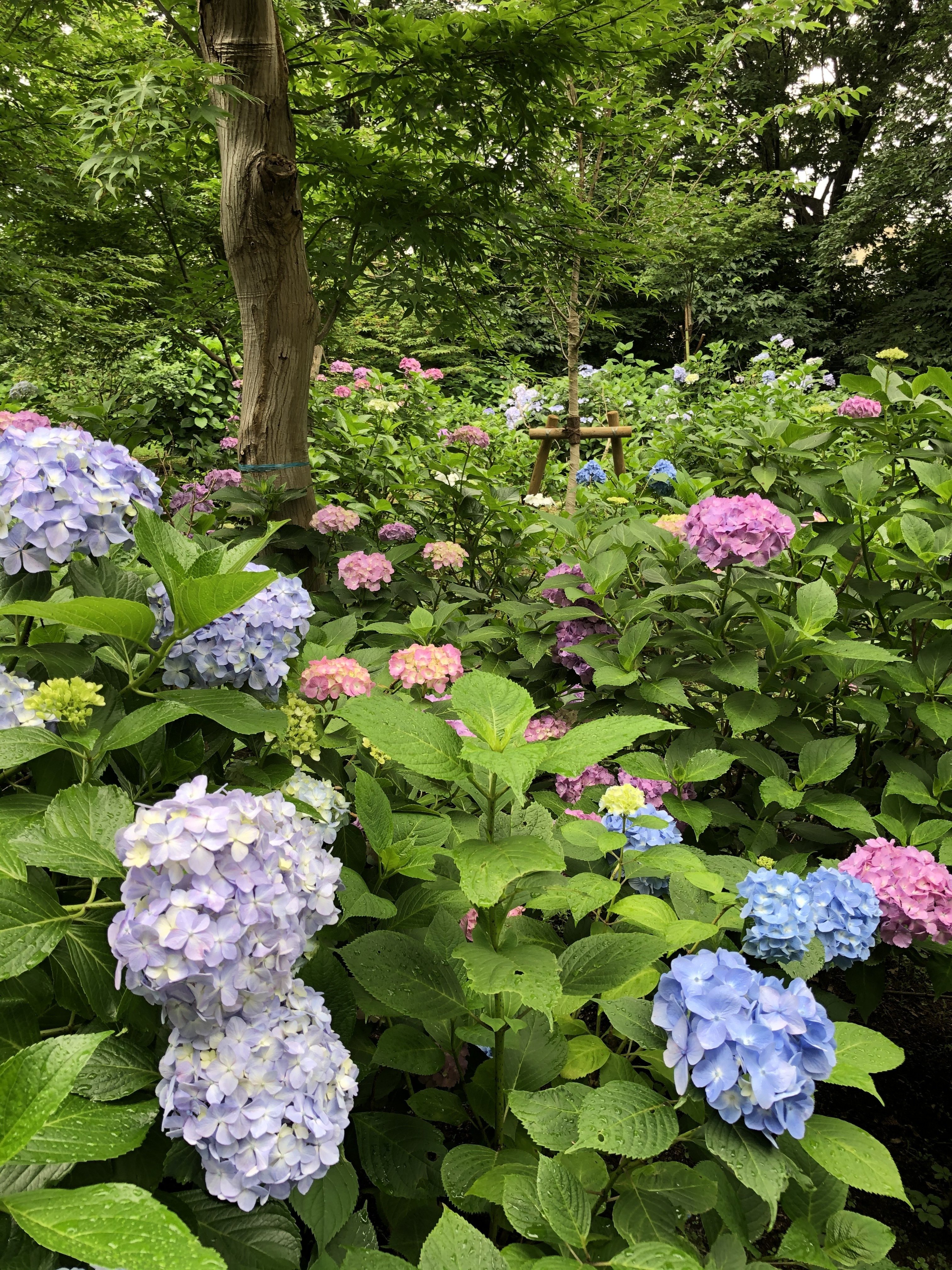 本土寺 別名あじさい寺 へと 紫陽花と菖蒲の花を観に行ってきました 小鳥遊 Note 本土寺 別名あじさい寺 へと 紫陽花と菖蒲の花を観に行ってきました 小鳥遊 Note