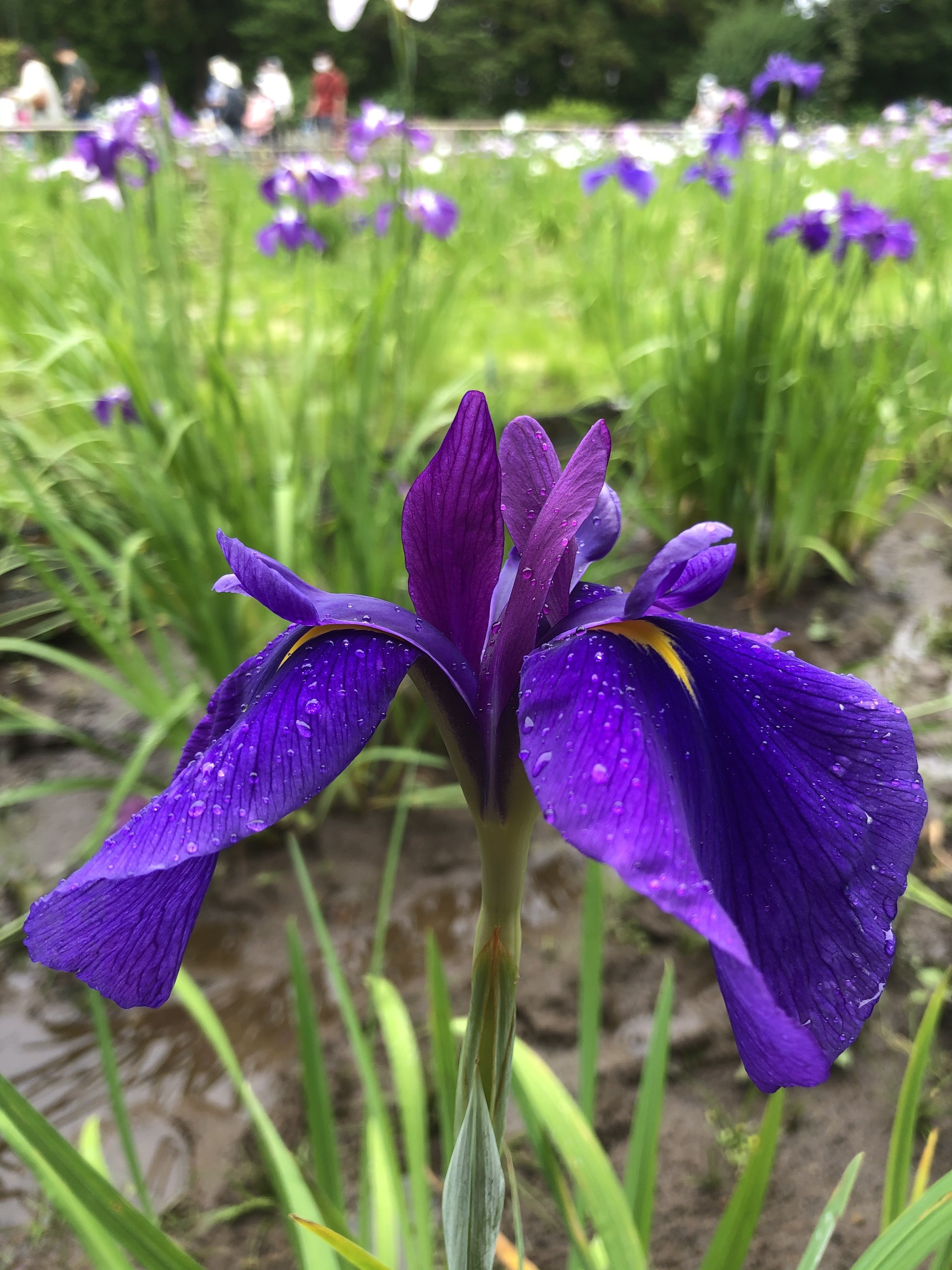 本土寺 別名あじさい寺 へと 紫陽花と菖蒲の花を観に行ってきました 小鳥遊 Note 本土寺 別名あじさい寺 へと 紫陽花と菖蒲の花を観に行ってきました 小鳥遊 Note