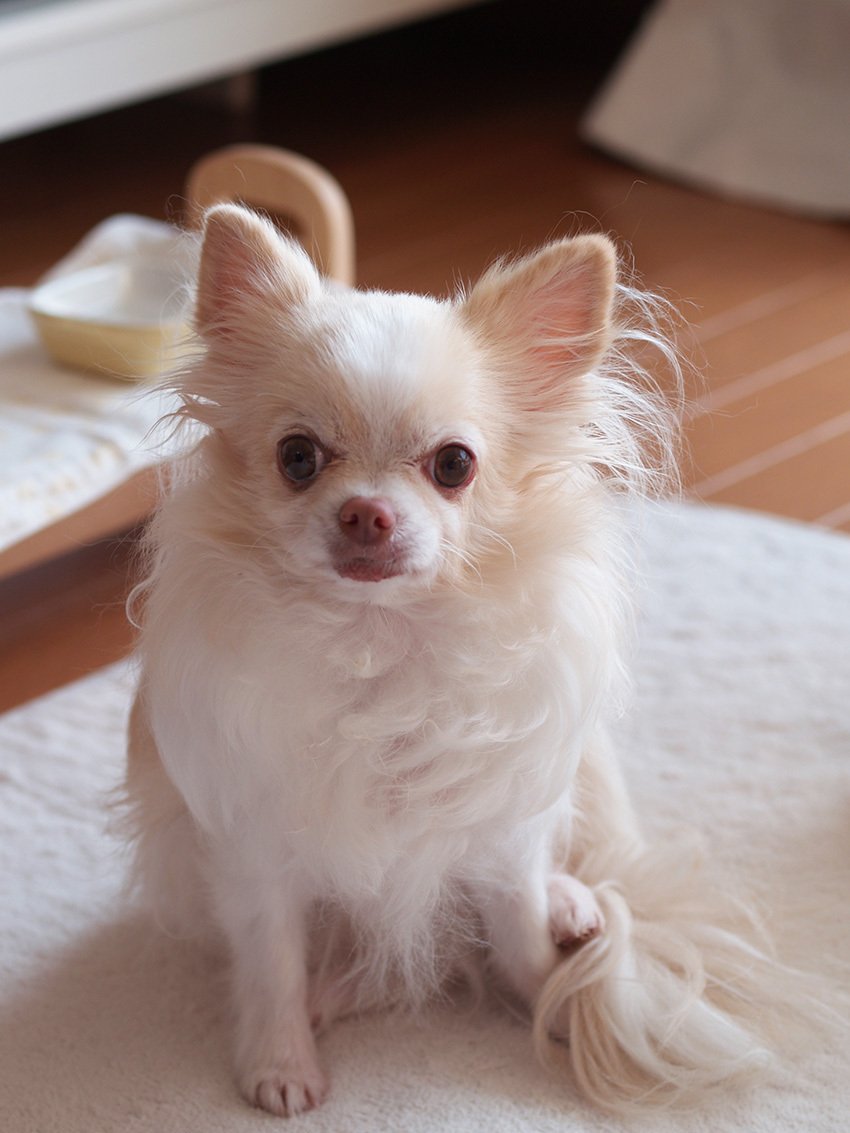 やっと犬みたい うたびと 染矢敦子 Note