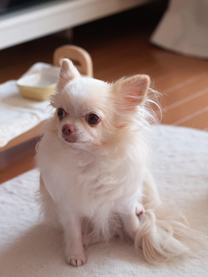 やっと犬みたい うたびと 染矢敦子 Note