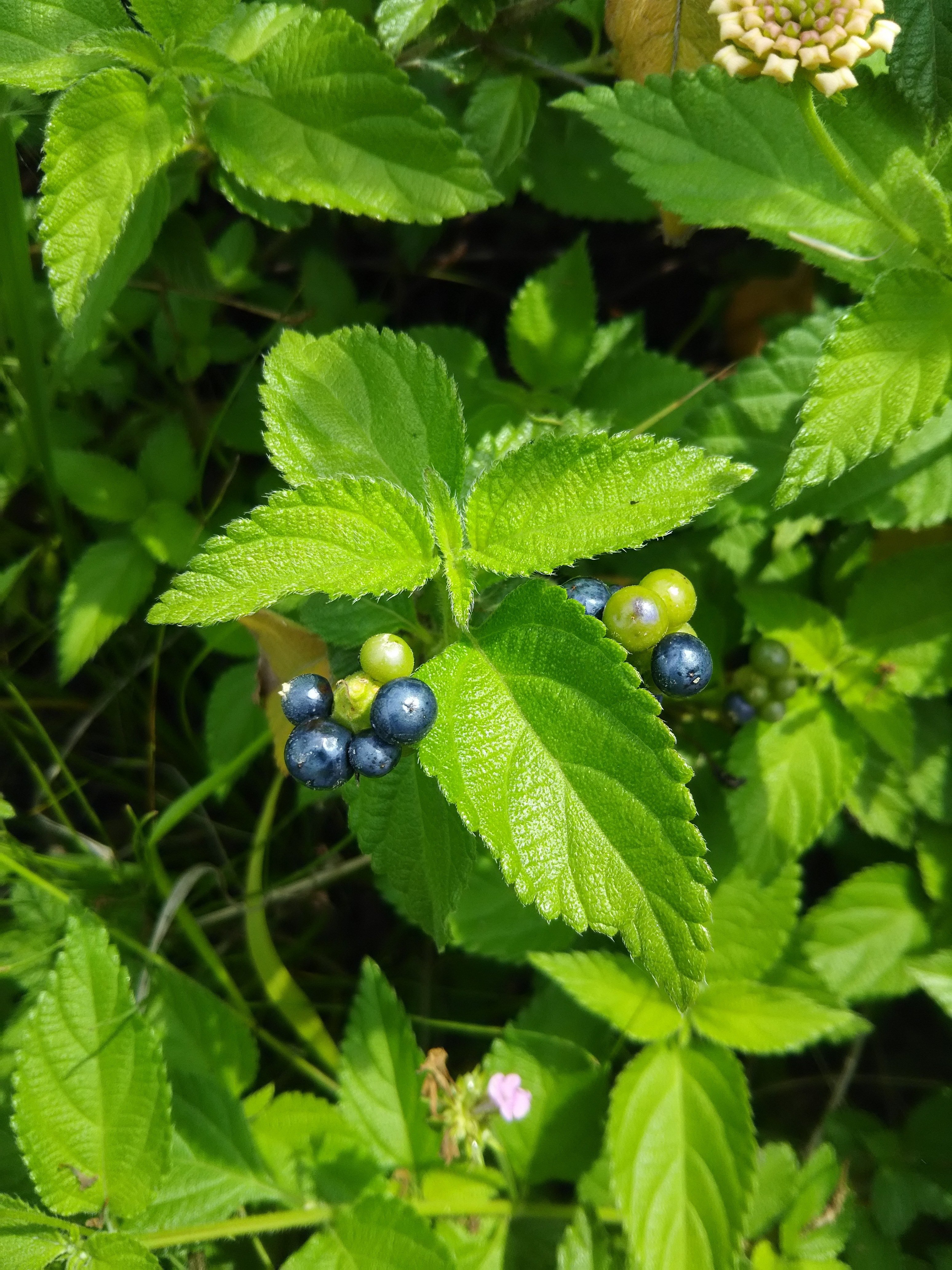 ランタナ 404 Note