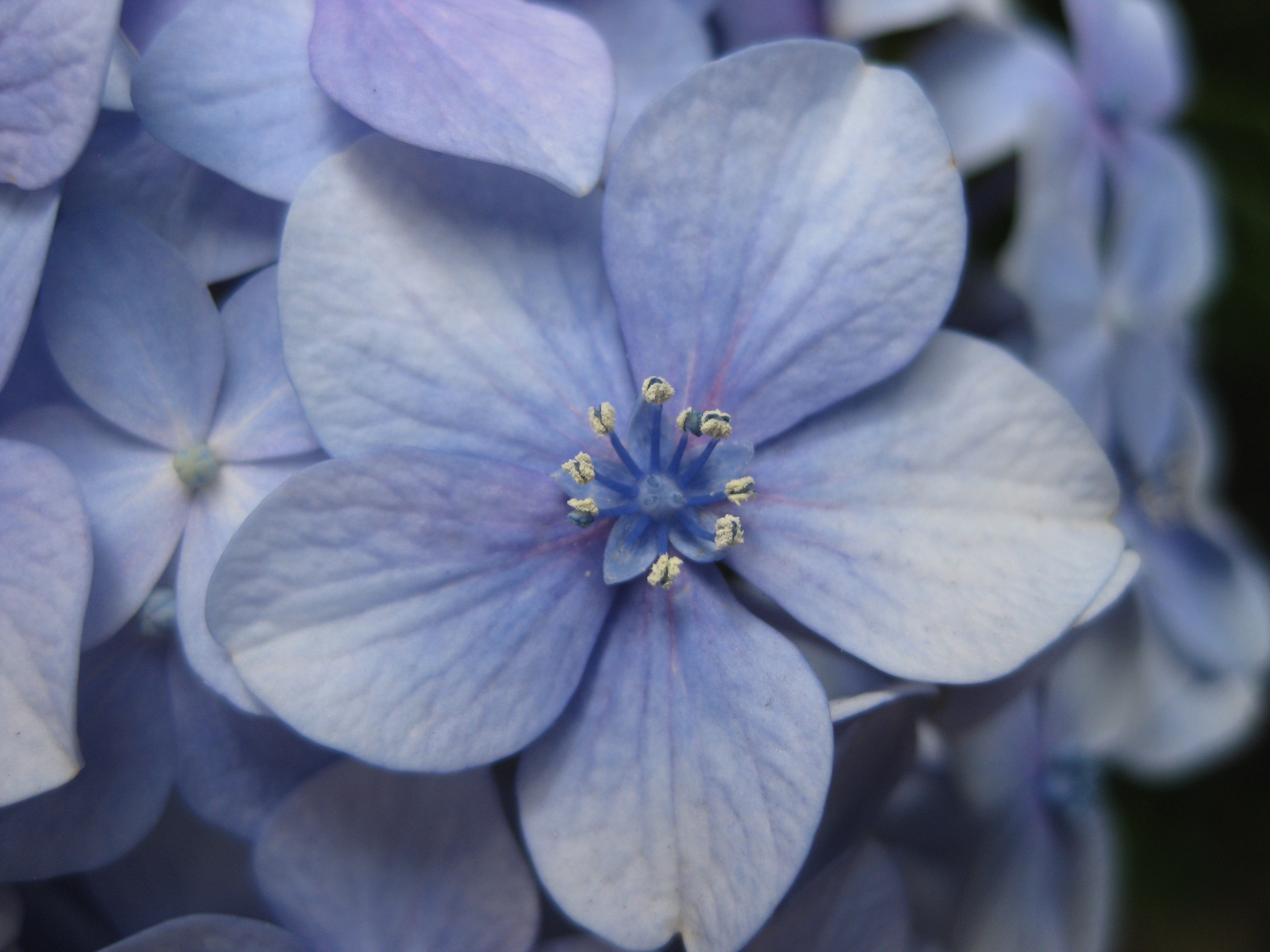 紫陽花の 花 ひらく Soufu そうふ Note