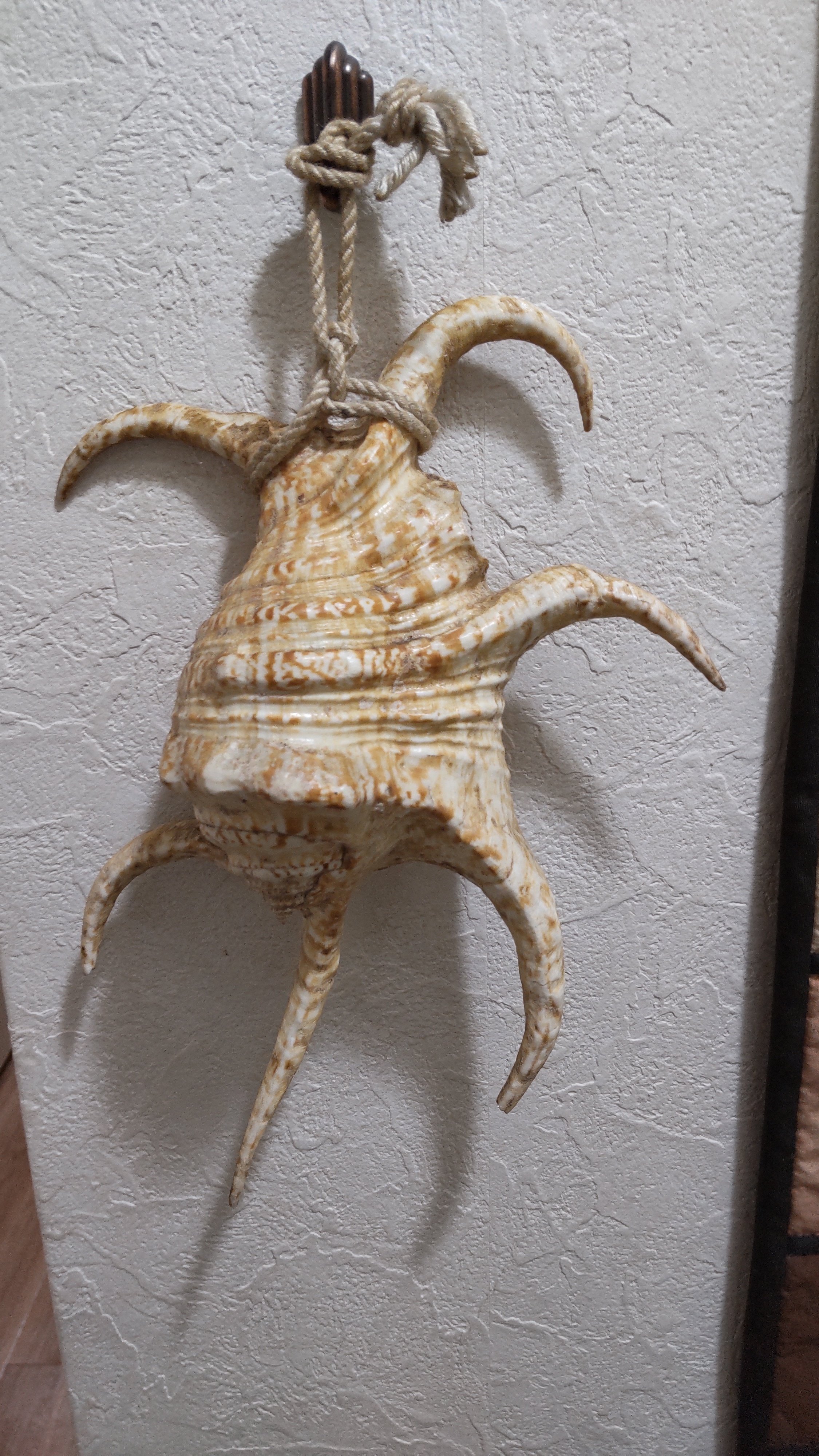 早い者勝ち！奄美大島 夜光貝 貝殻 20個