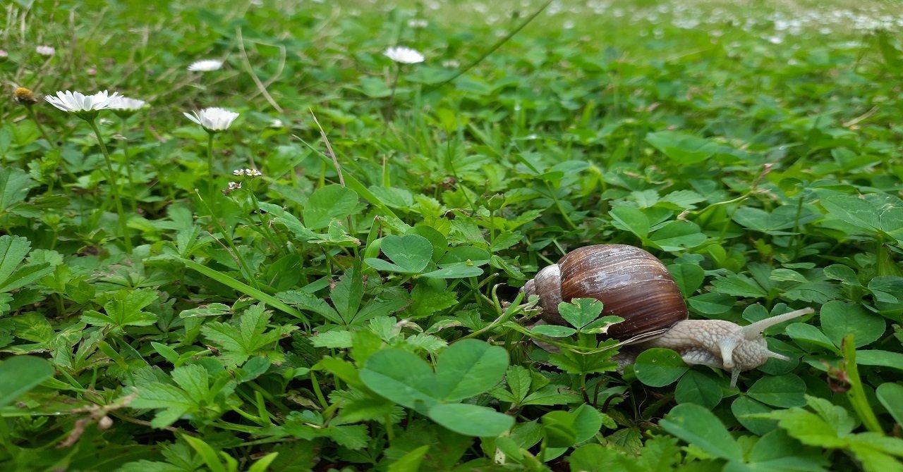 カタツムリとクローバー あとりえ あっしゅ Atelier H Note