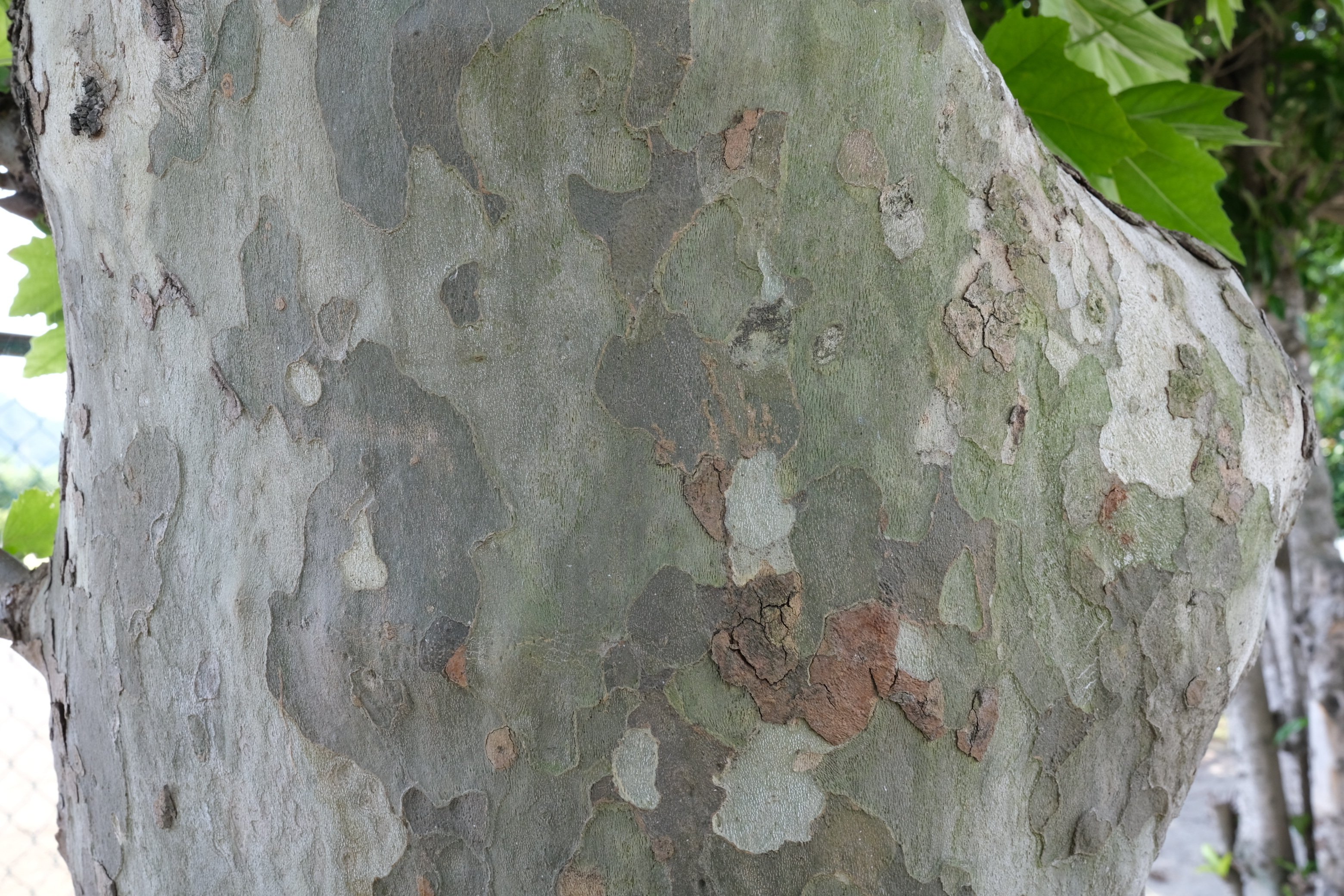 樹皮 X100v Tiger3 Note