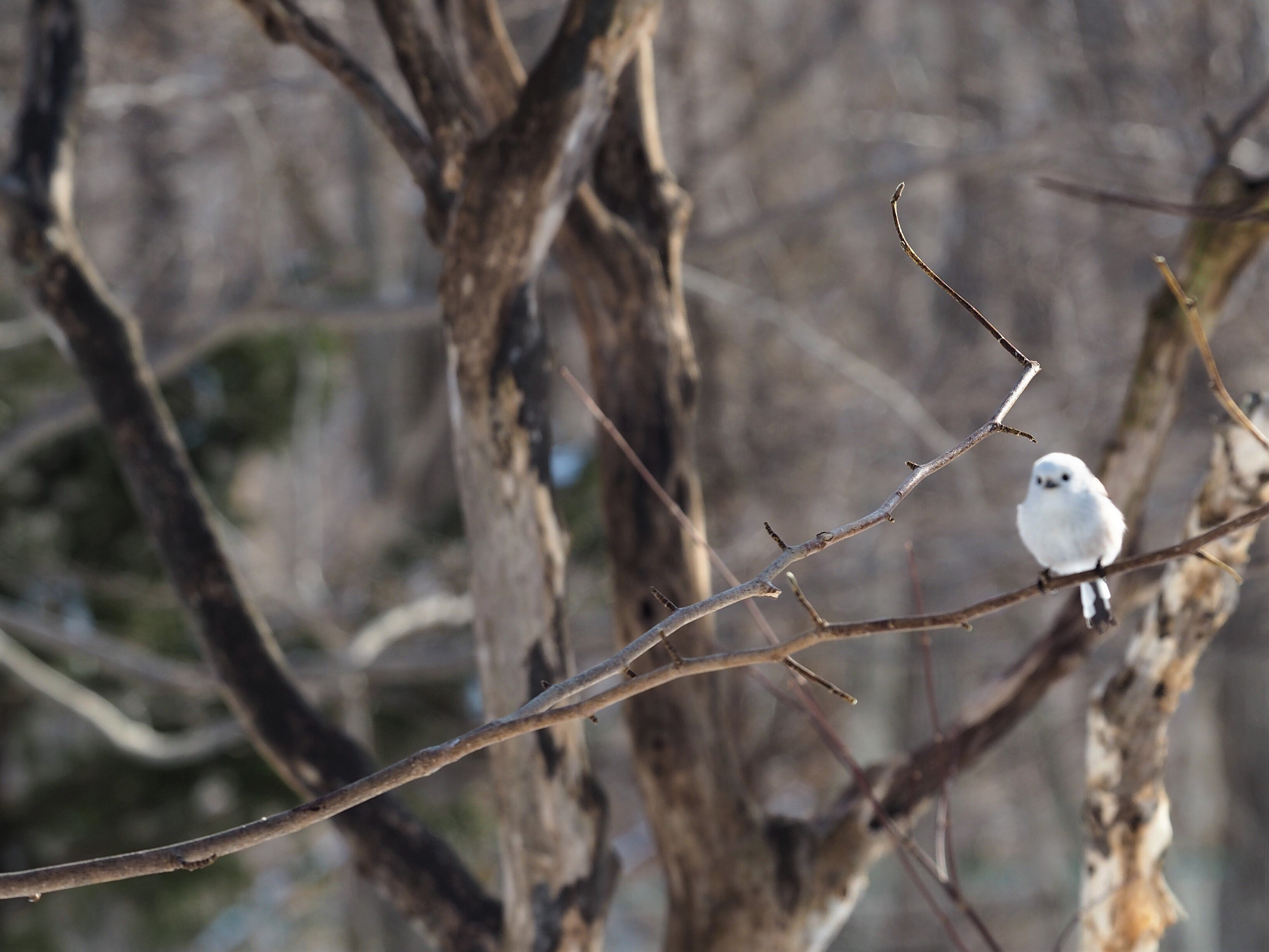 バ ドウォッチングカフェ で野鳥観察 もんちゃん Note