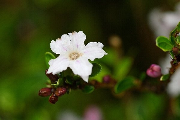 白丁花 の新着タグ記事一覧 Note つくる つながる とどける 白丁花 の新着タグ記事一覧 Note つくる つながる とどける