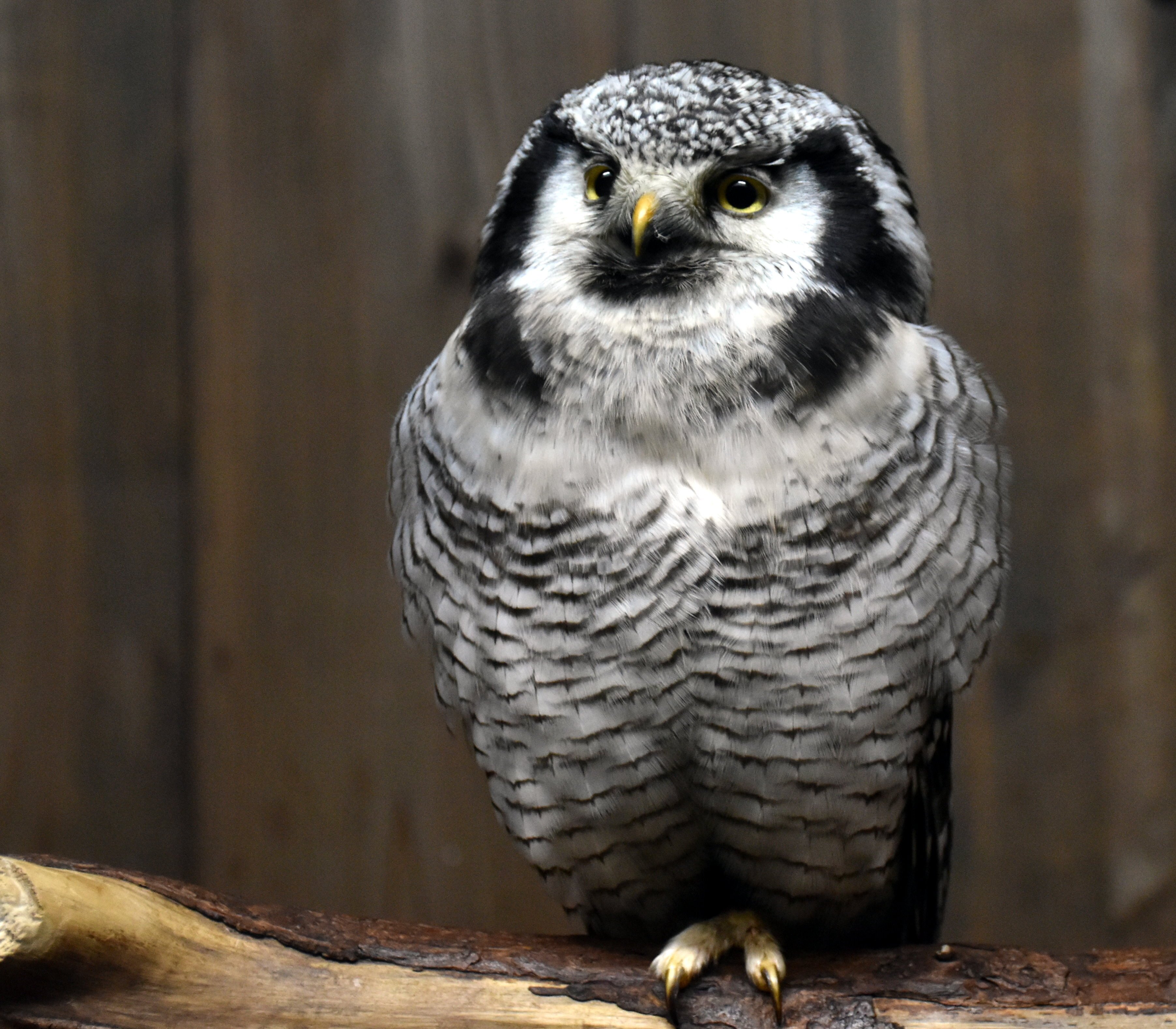 オナガフクロウ フクロウ目フクロウ科 Hirahiranote Note