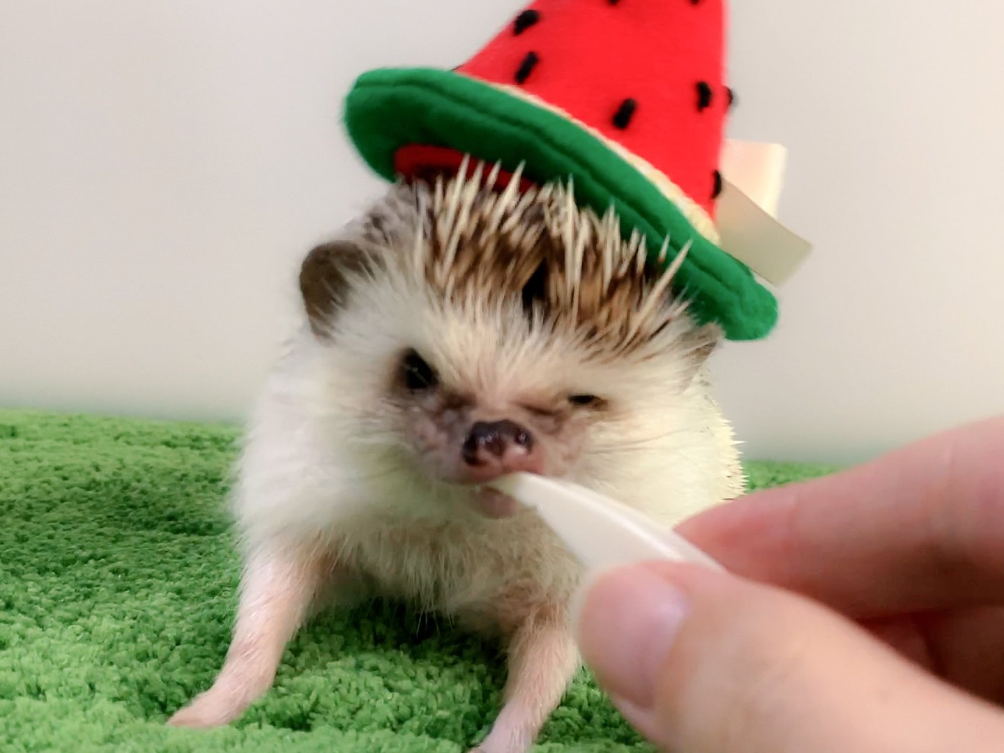 ハリネズミ帽子の作り方 スイカの三角帽子 ゆっぴー まめにゃん Note