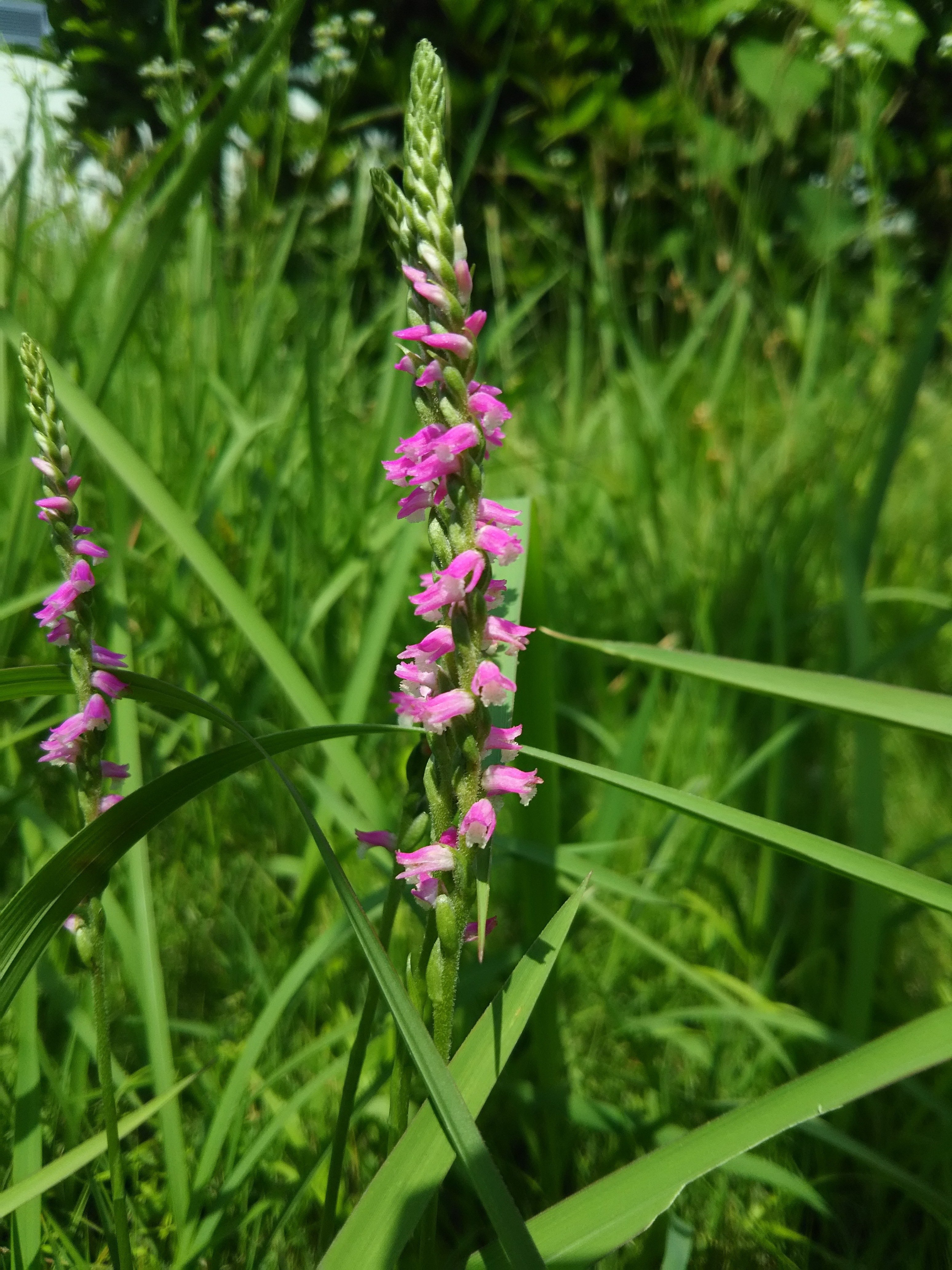 ネジバナ 404 Note