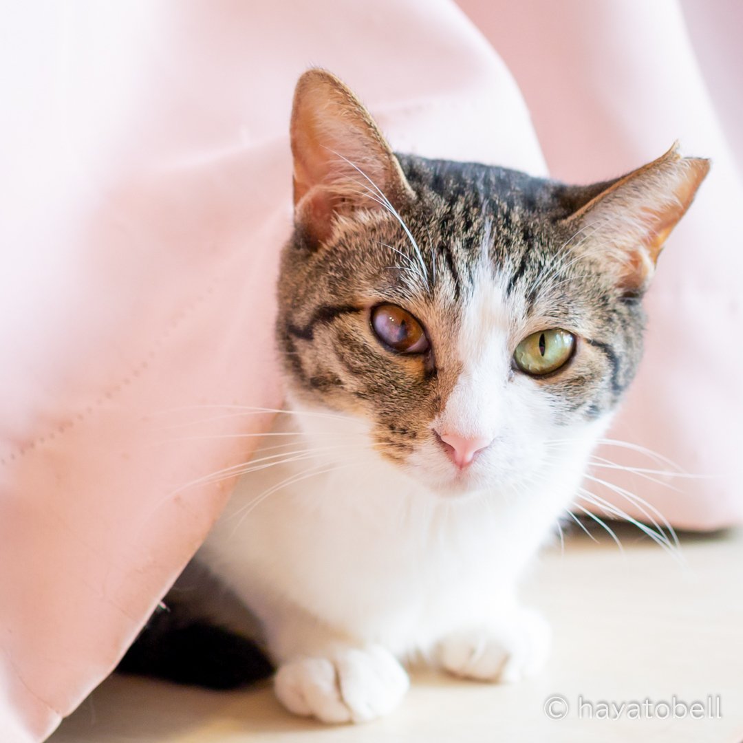 オッドアイの瞳がきれいな猫ちゃんでした Hayatobell ねこloveなフォトグラファー Note オッドアイの瞳がきれいな猫ちゃんでした Hayatobell ねこloveなフォトグラファー Note