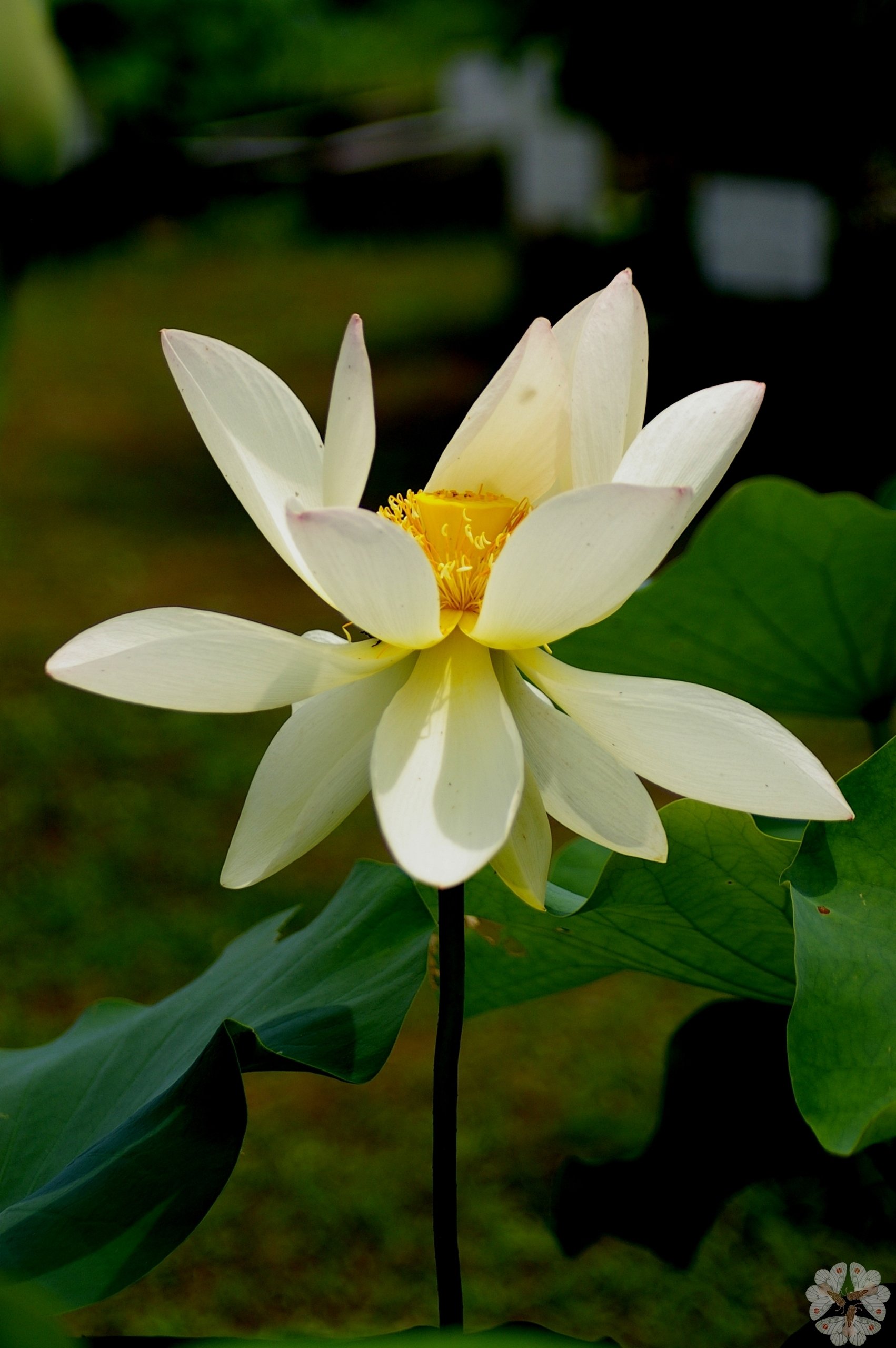 蓮の花 7 白い蓮の花 キータン Note 蓮の花 7 白い蓮の花 キータン Note