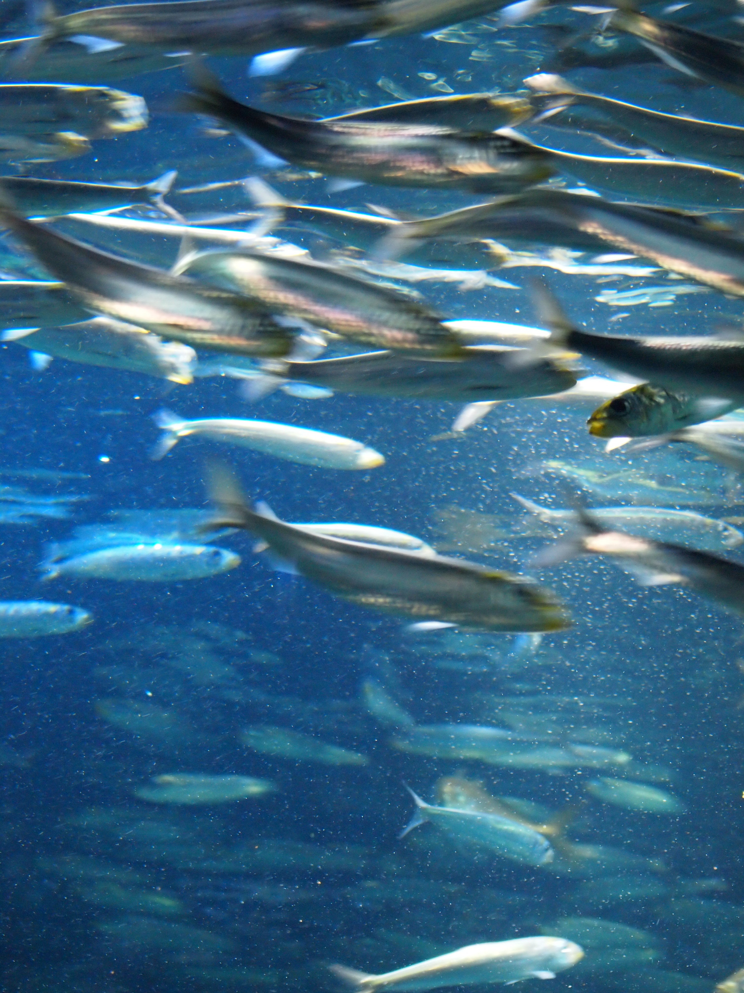 暑いので 涼しくなる写真を 水族館の思い出 ユンカス Note