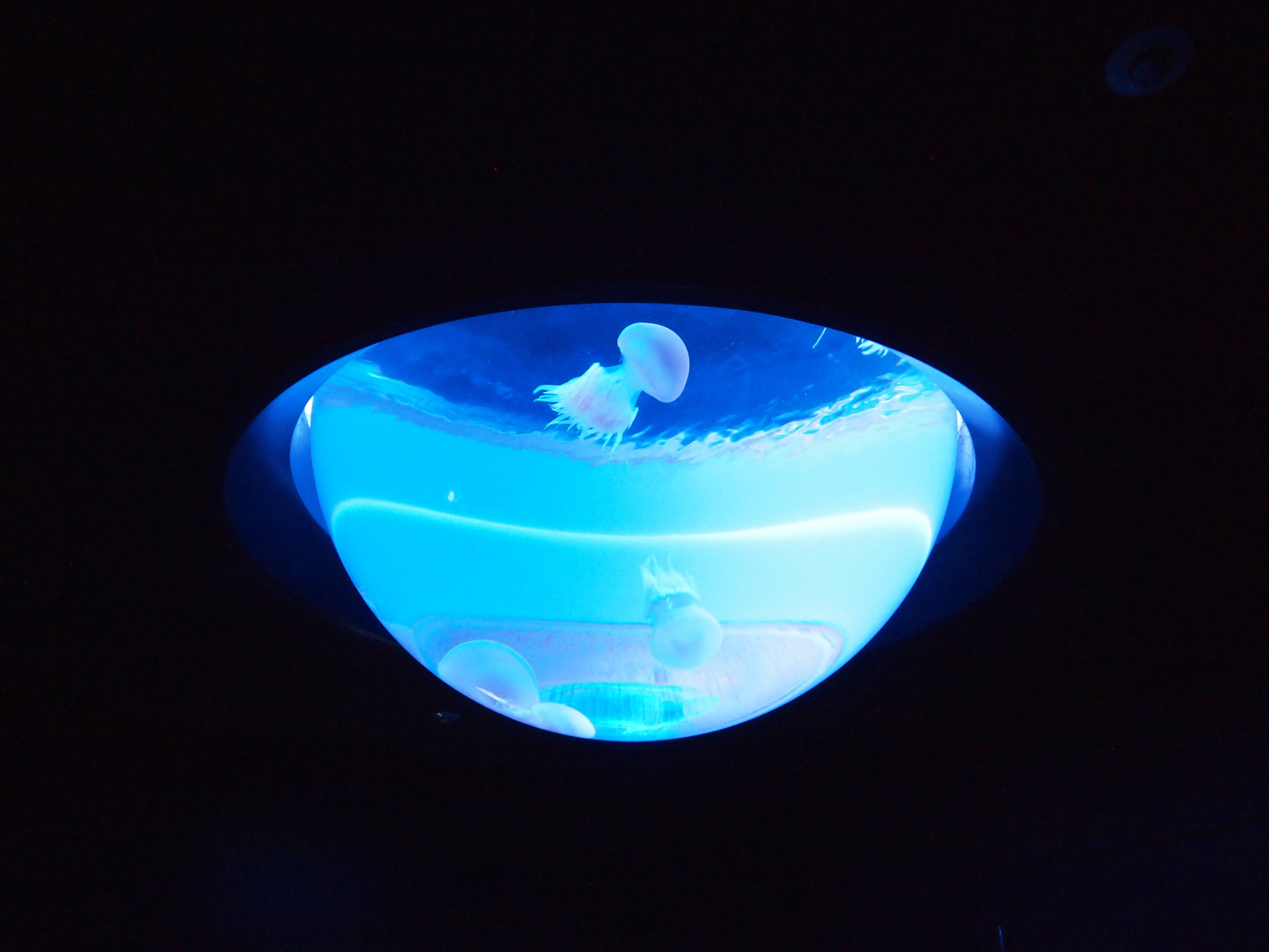 暑いので 涼しくなる写真を 水族館の思い出 ユンカス Note 暑いので 涼しくなる写真を 水族館の思い出 ユンカス Note