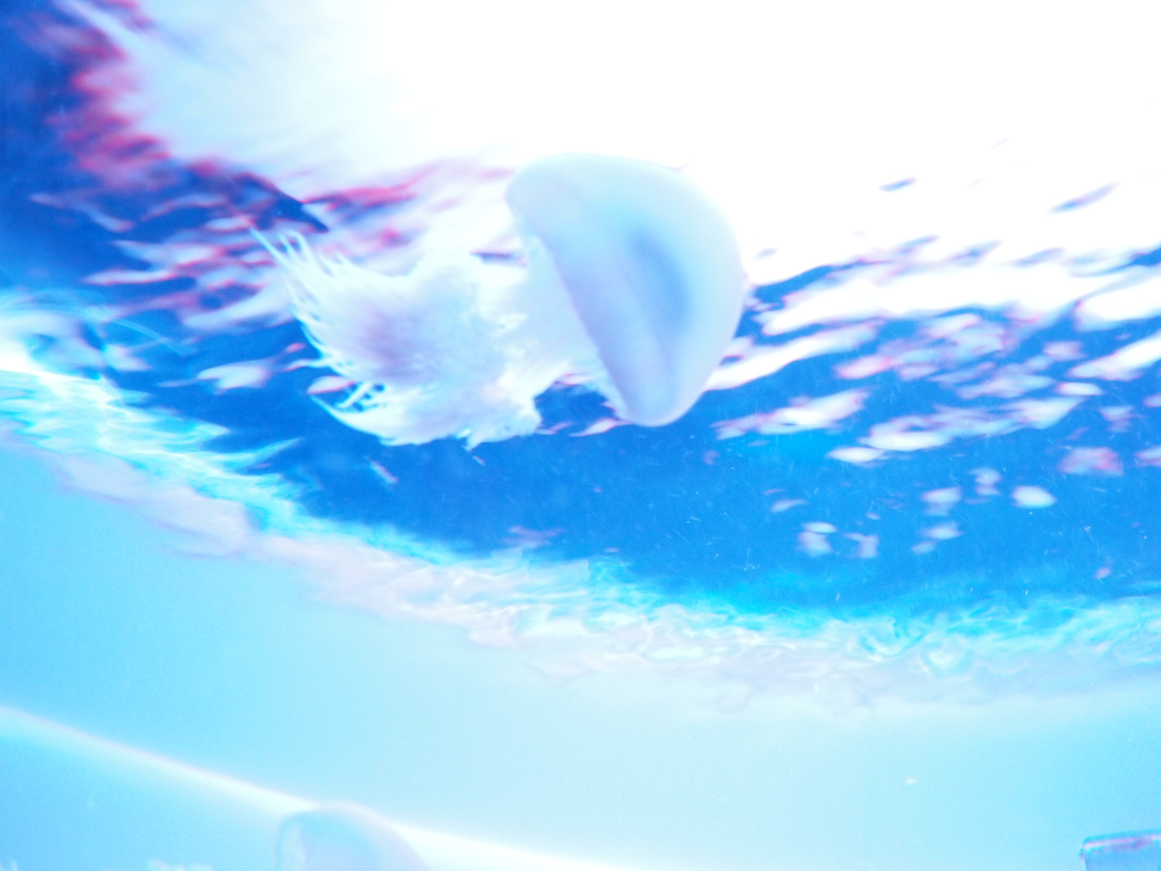 暑いので 涼しくなる写真を 水族館の思い出 ユンカス Note 暑いので 涼しくなる写真を 水族館の思い出 ユンカス Note
