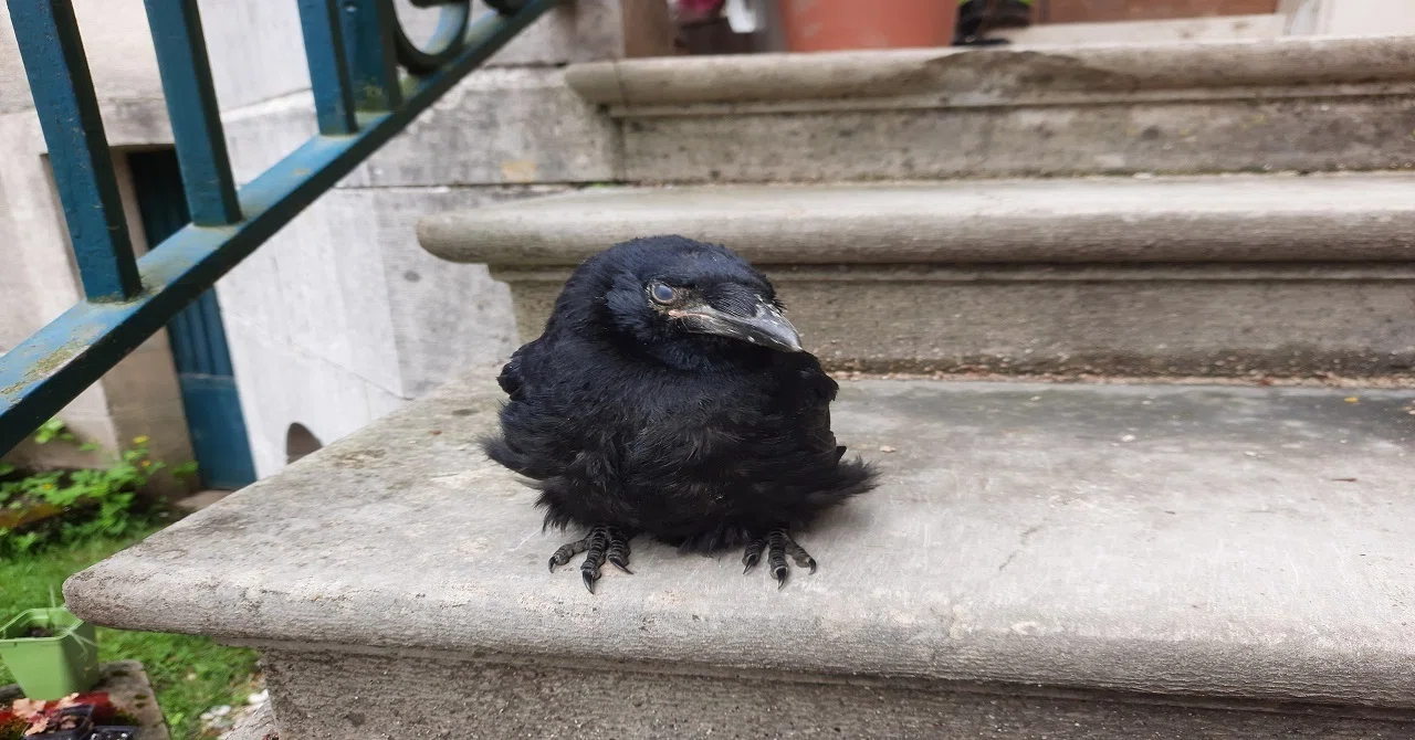 カラスのジュ ル 階段をぴょんぴょん 6コマ写真 あとりえ あっしゅ 4月末までお休み フランス田舎暮らしのリアルを発信中 Note