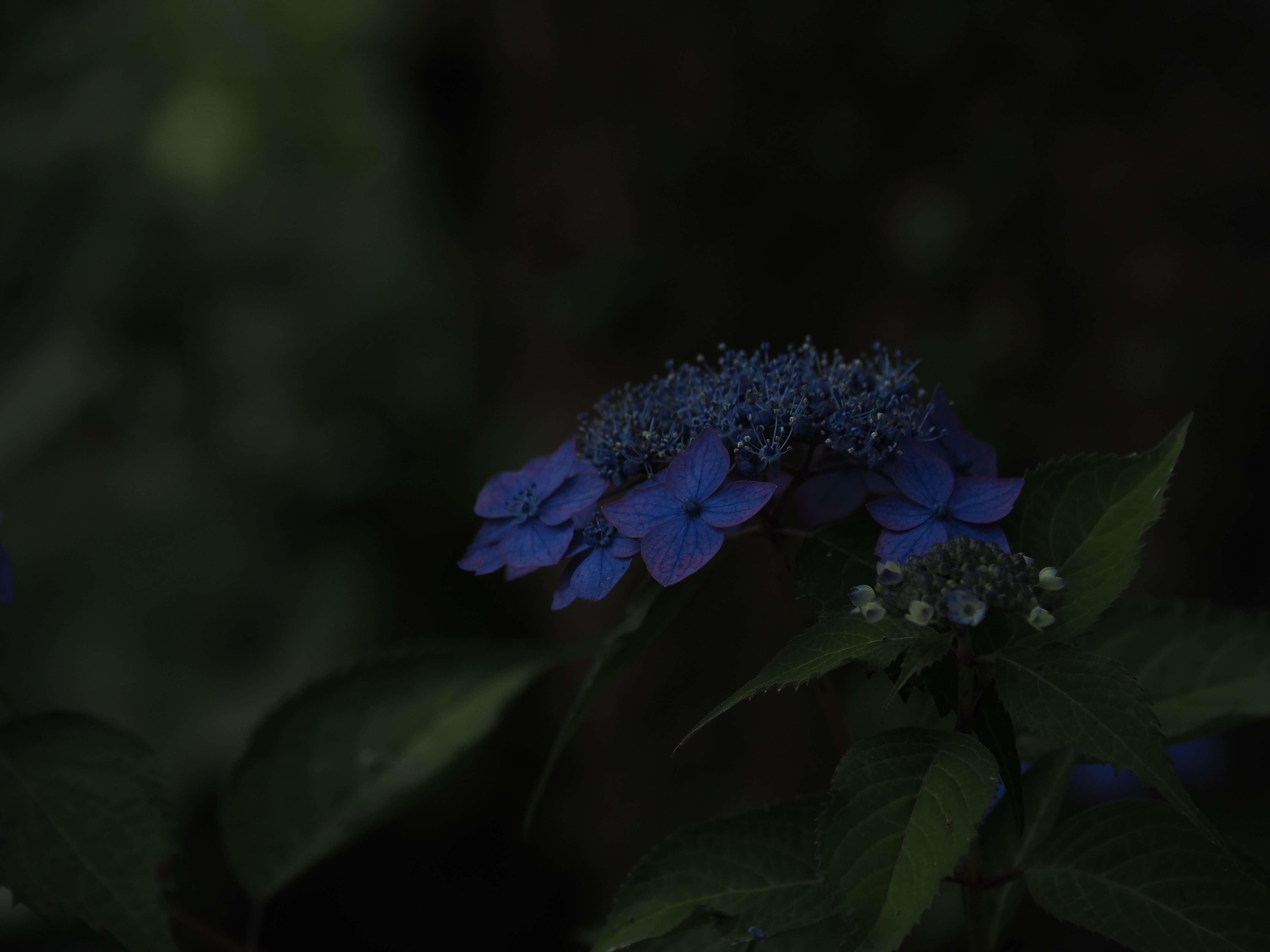 季節の花写真 みっとし Note