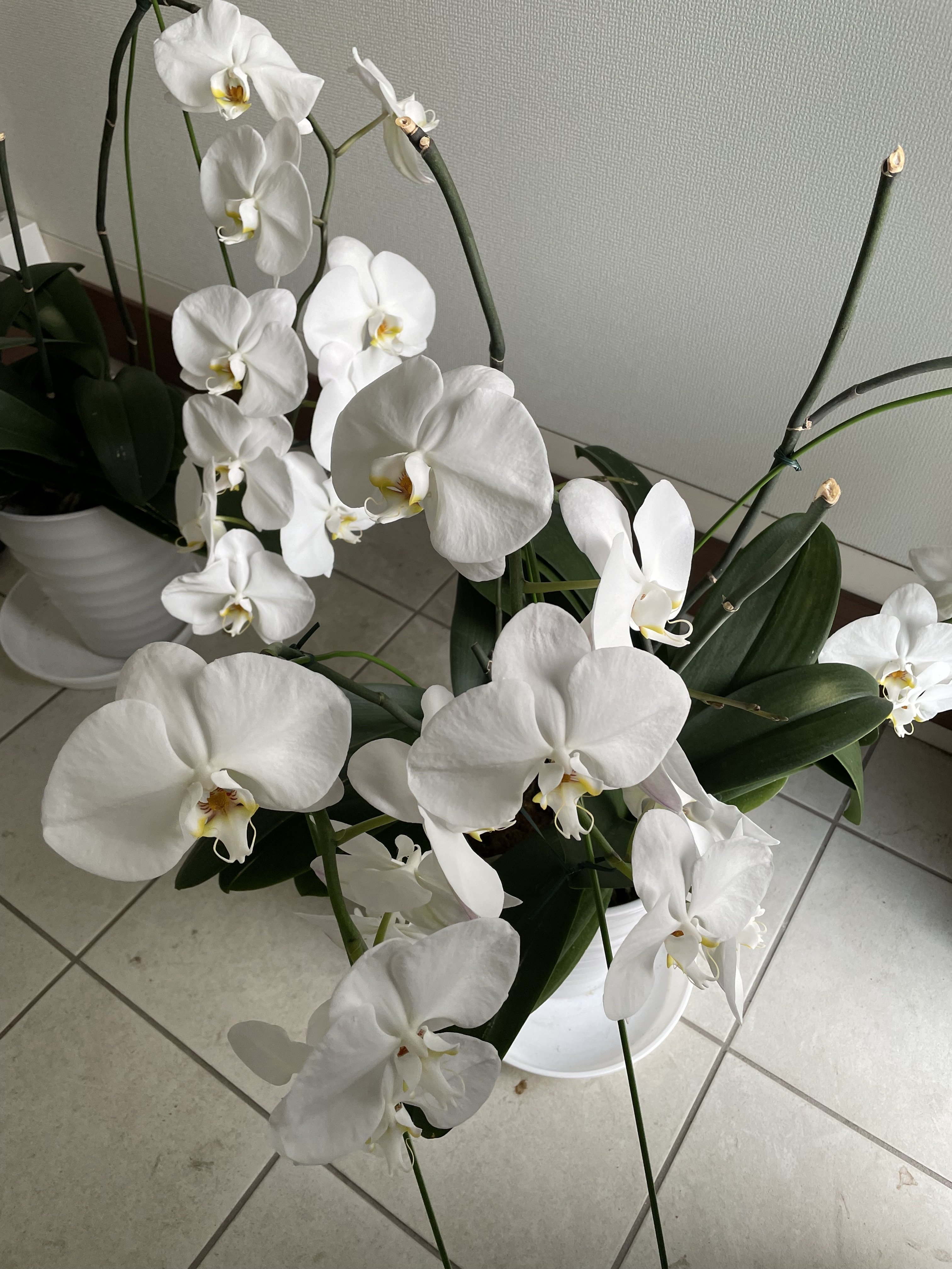 猫と日々のあれこれ 柊 南天 南の方角に暮らしている猫飼いです Note