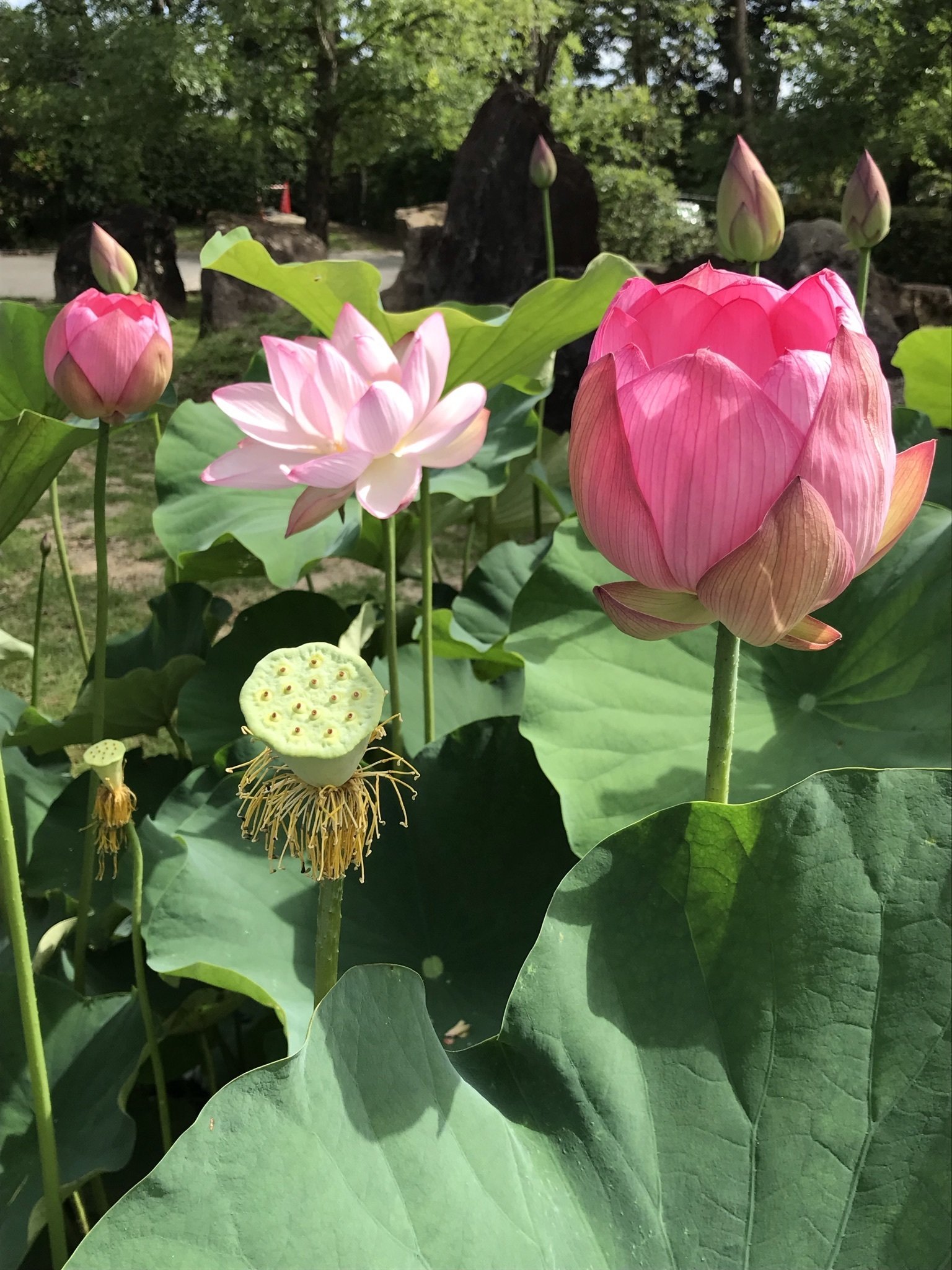 2000年前の花、古代ハス。｜Sara
