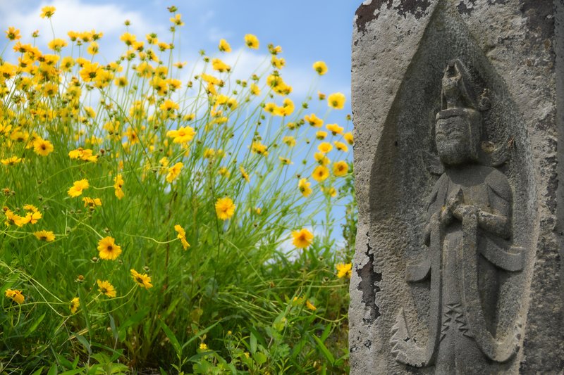 横山の道標と呼ばれる甲州街道の「古道」．季節柄，春の野菊に包まれ，一面が黄色く覆われた中に石仏が宿っておりました．（菊の種目がわからず）