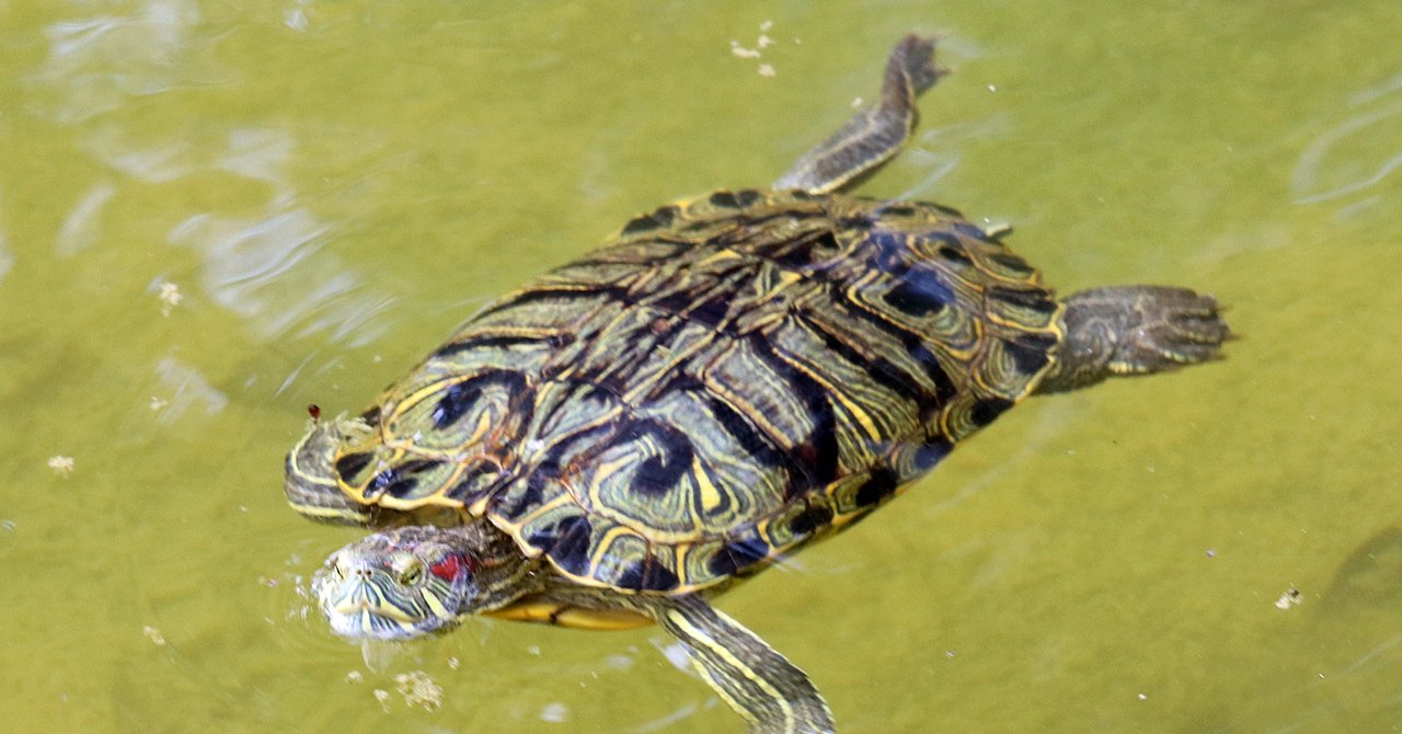泳ぐミシシッピアカミミガメ はるかぜるりい Note
