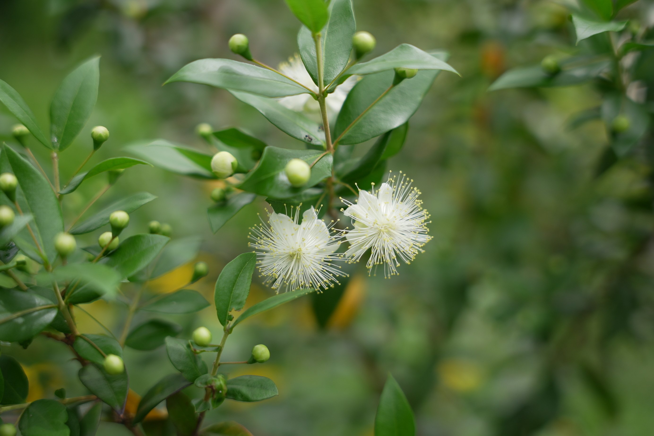 マートル s3 28 70 2 8 Tiger3 Note