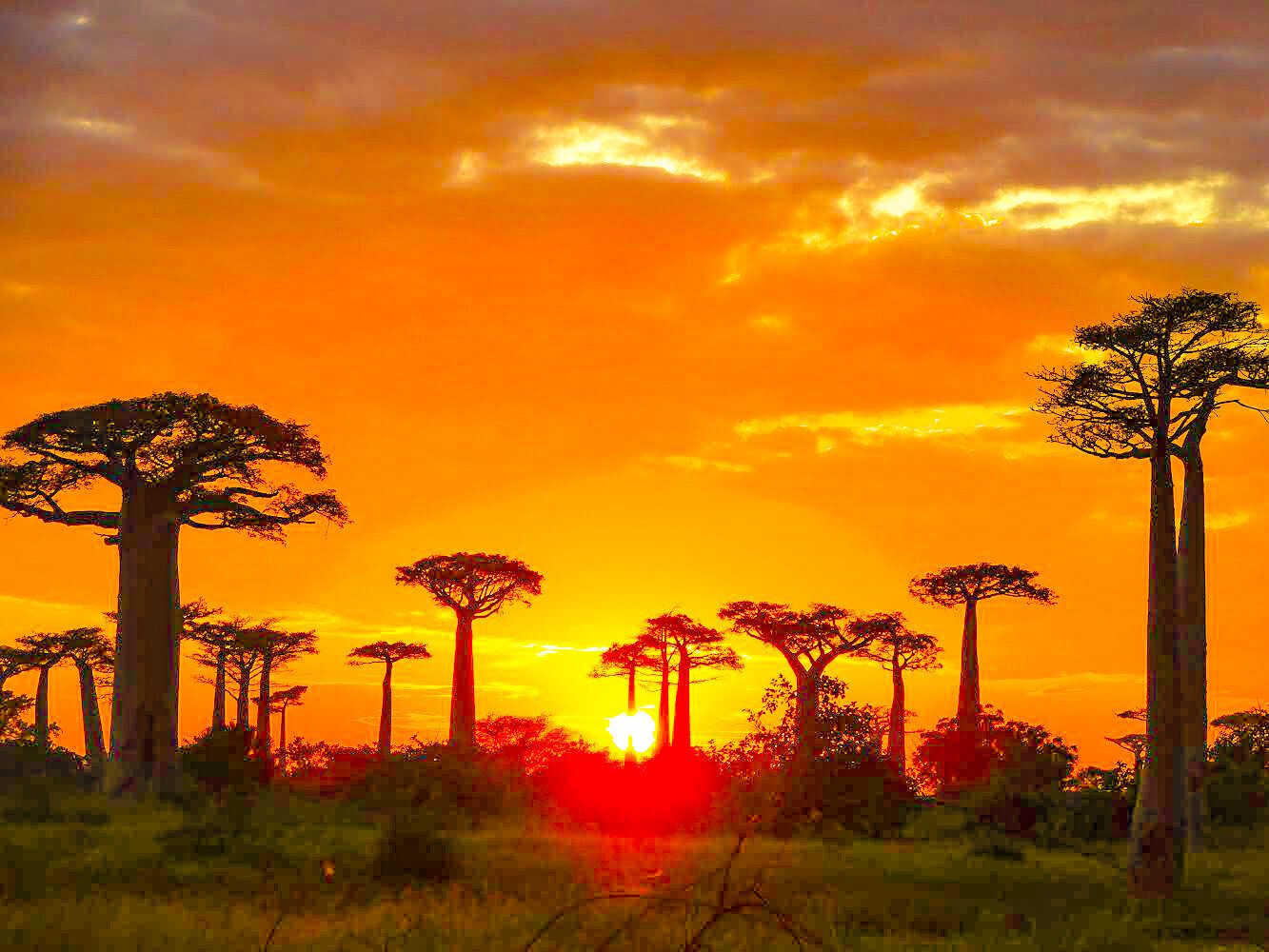 【行ってみたい世界の絶景】マダガスカル ムルンダヴァ|【HIS公式】TABIFLEEEEEK(たびふりーく)旅のオンラインサロン